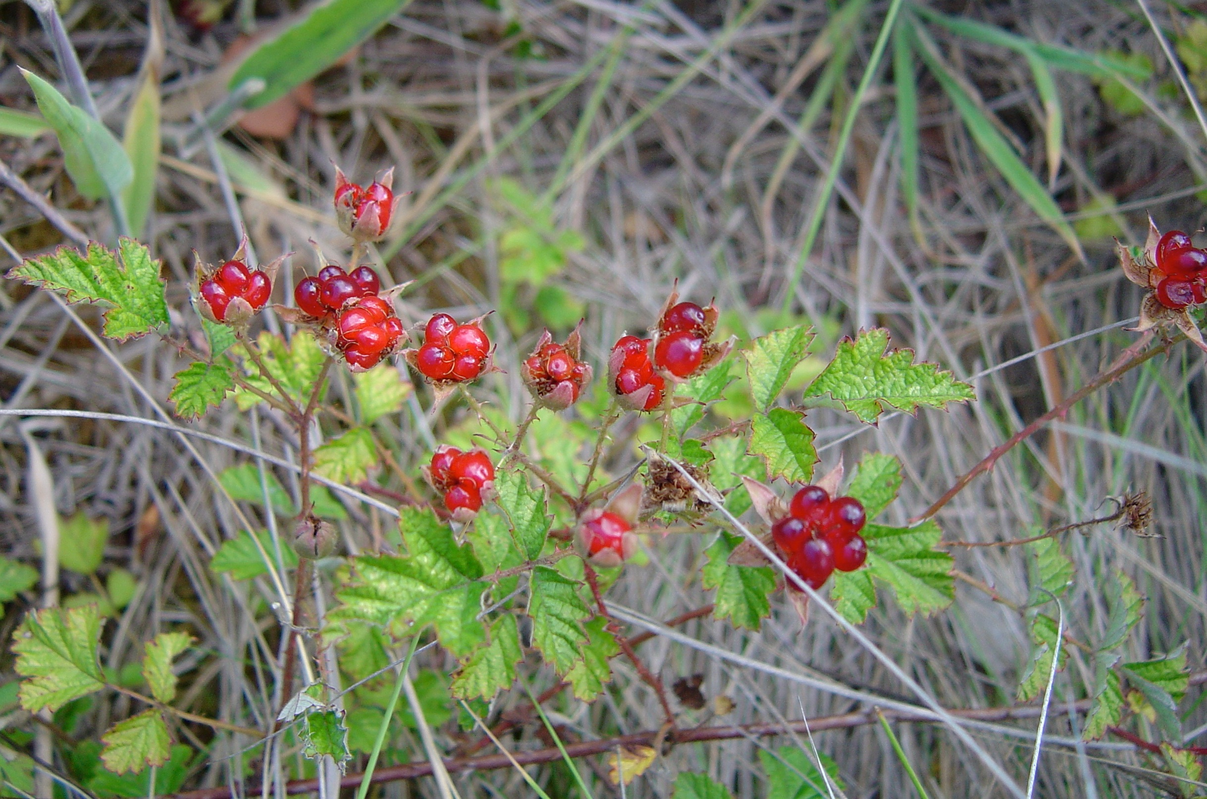 Native raspberry main photo