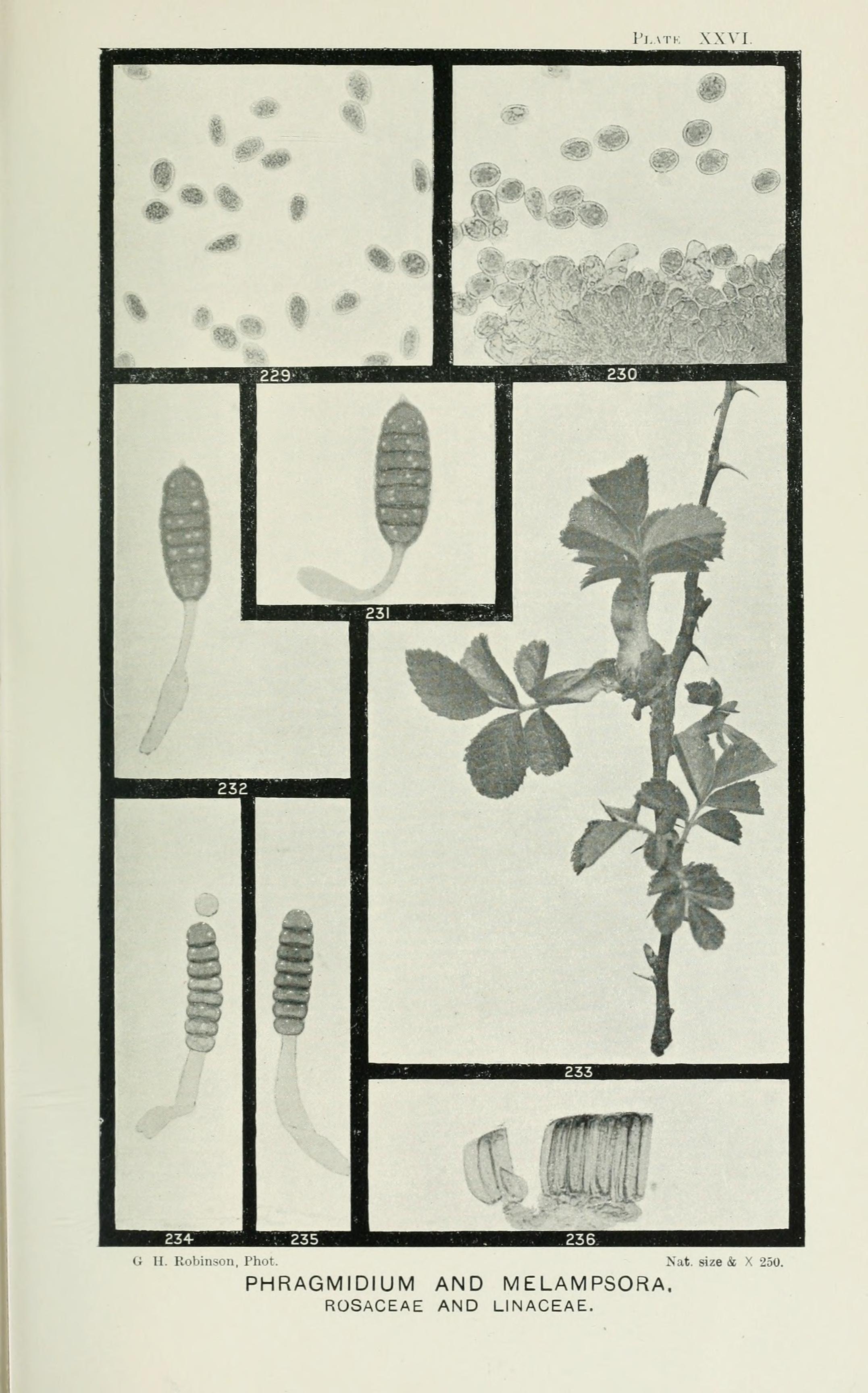 Native raspberry - CAT-00004-B-Rubus-parvifolius.jpg