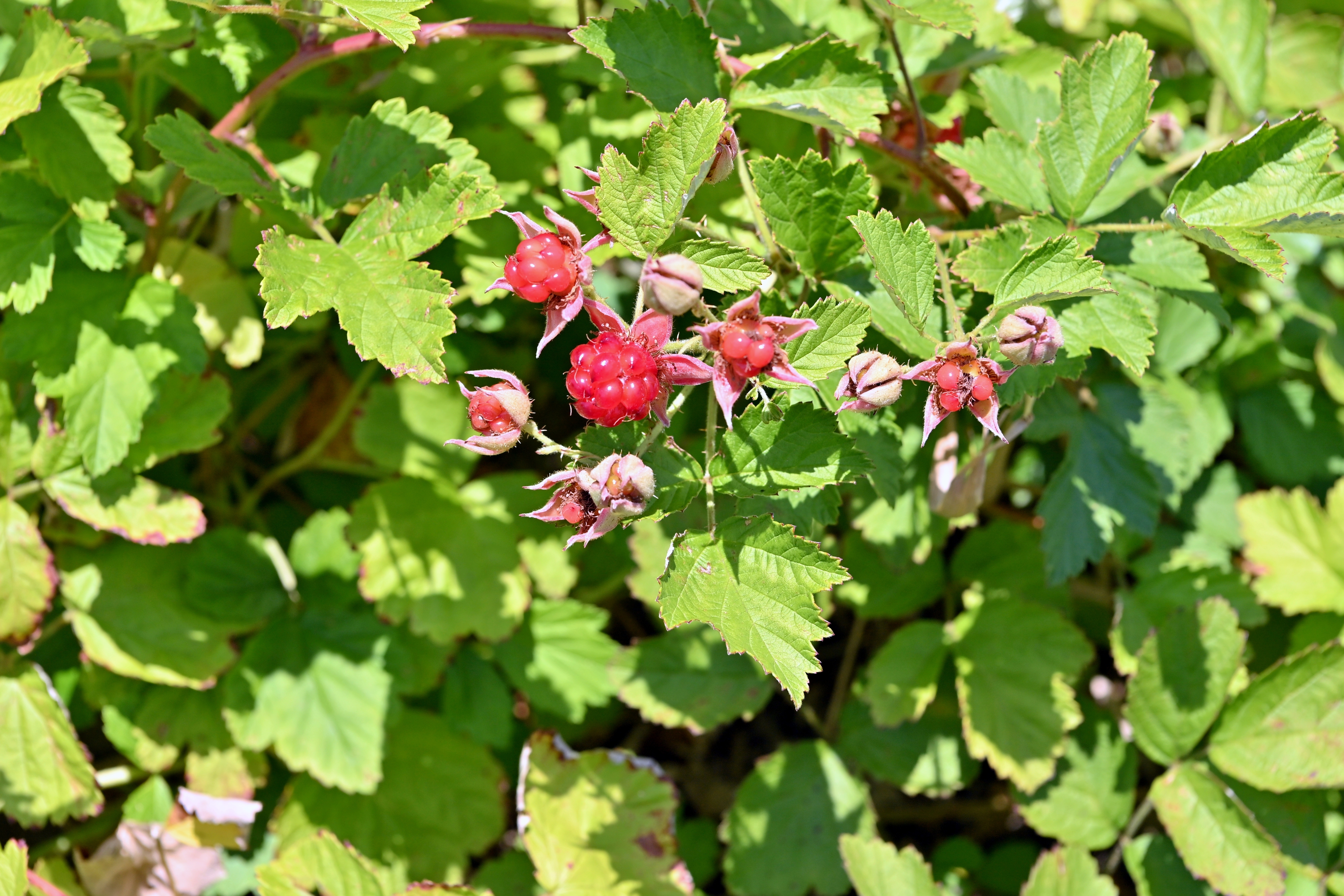 Native raspberry - CAT-00004-C-Rubus-parvifolius.jpg