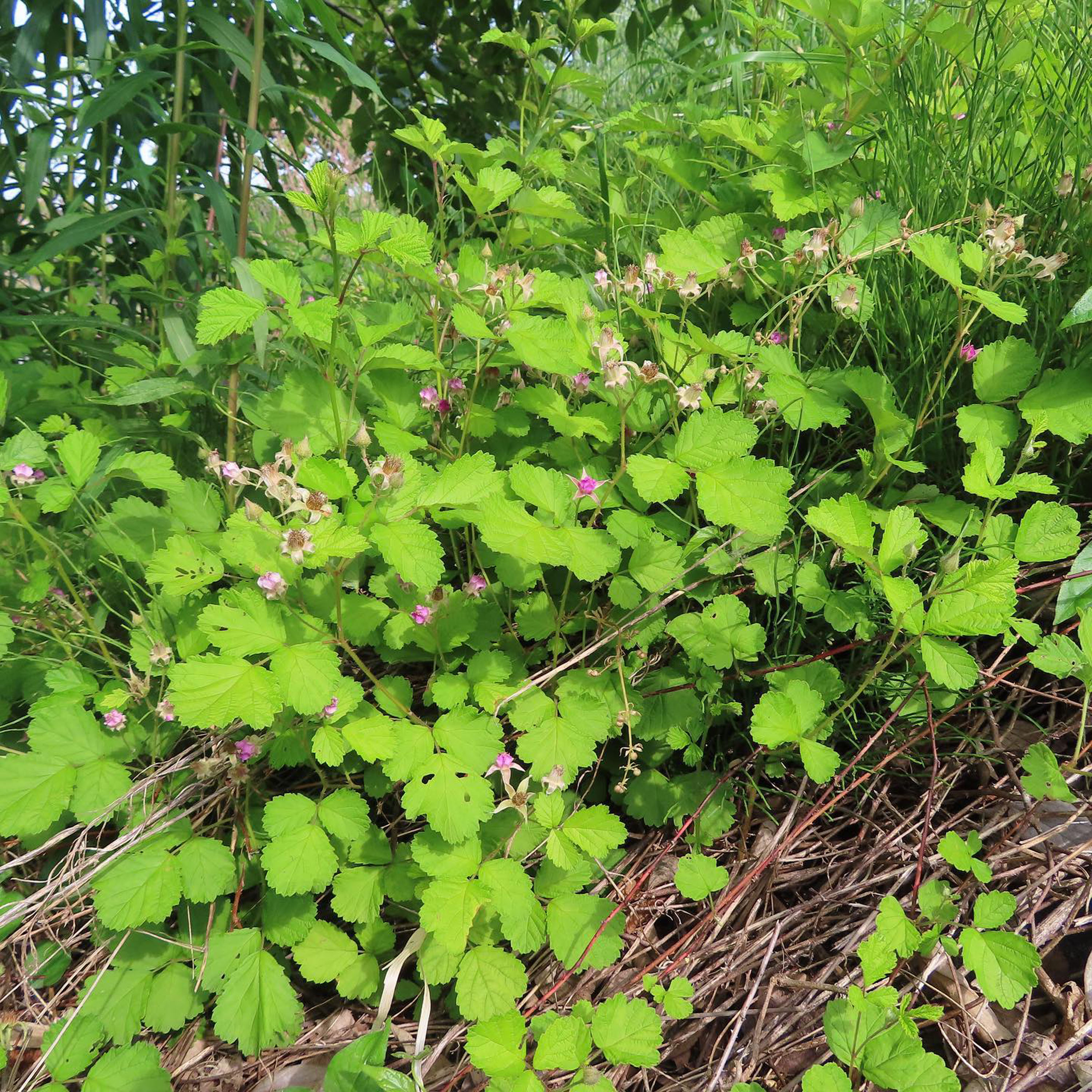 Native raspberry - CAT-00004-Rubus-parvifolius-01.jpg