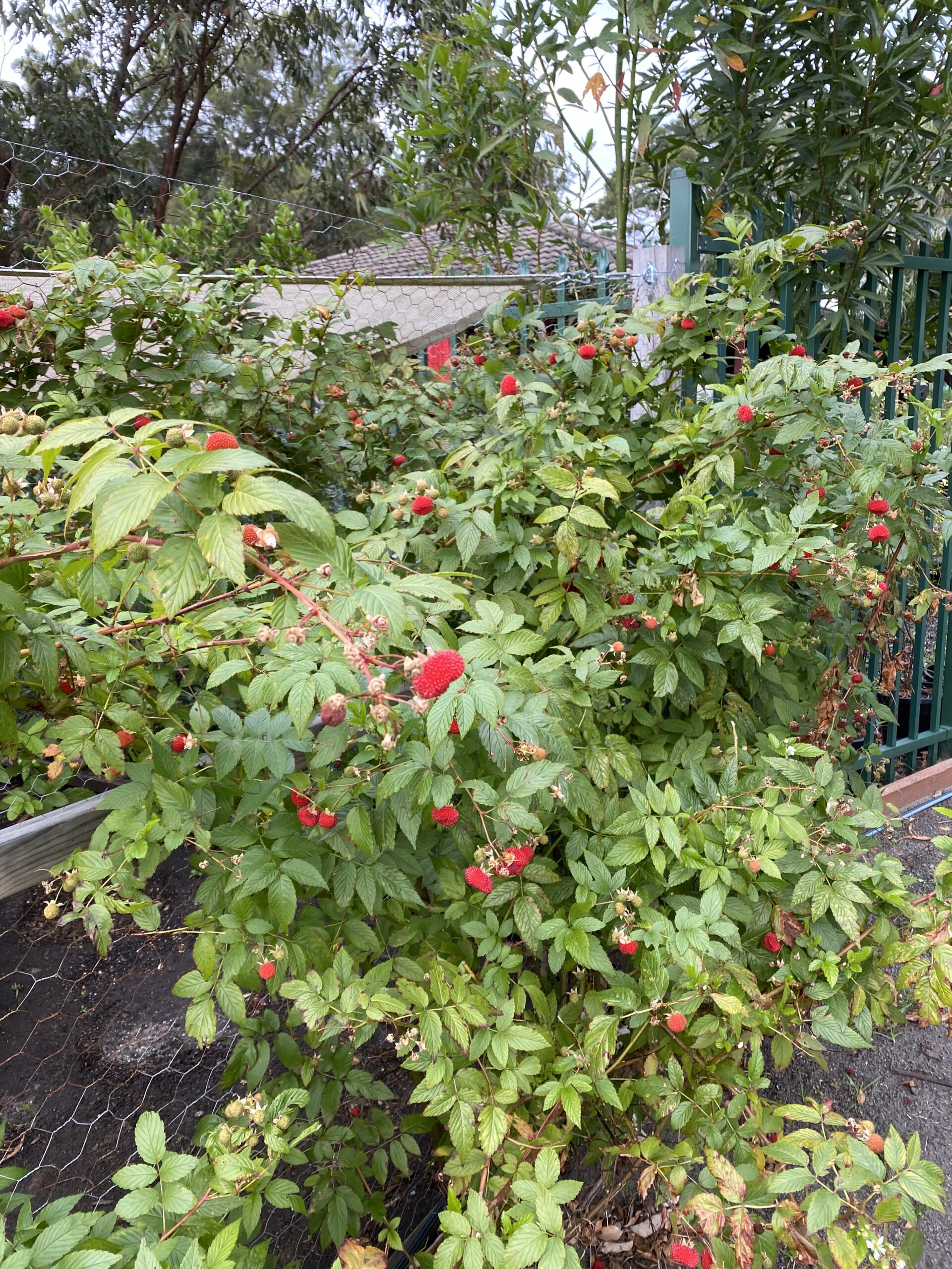 Native raspberry - CAT-00004B native back.jpg
