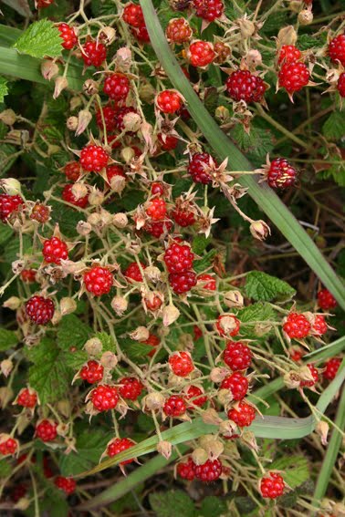 Native raspberry - CAT-00004F-native rapsp.jpg