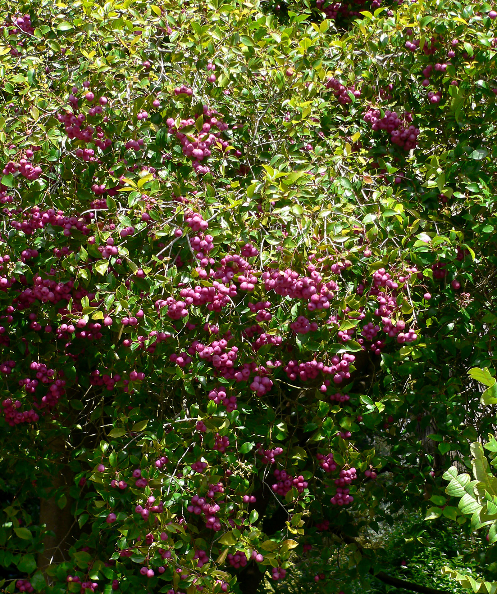 Dwarf lilly pilly 'Minor' main photo