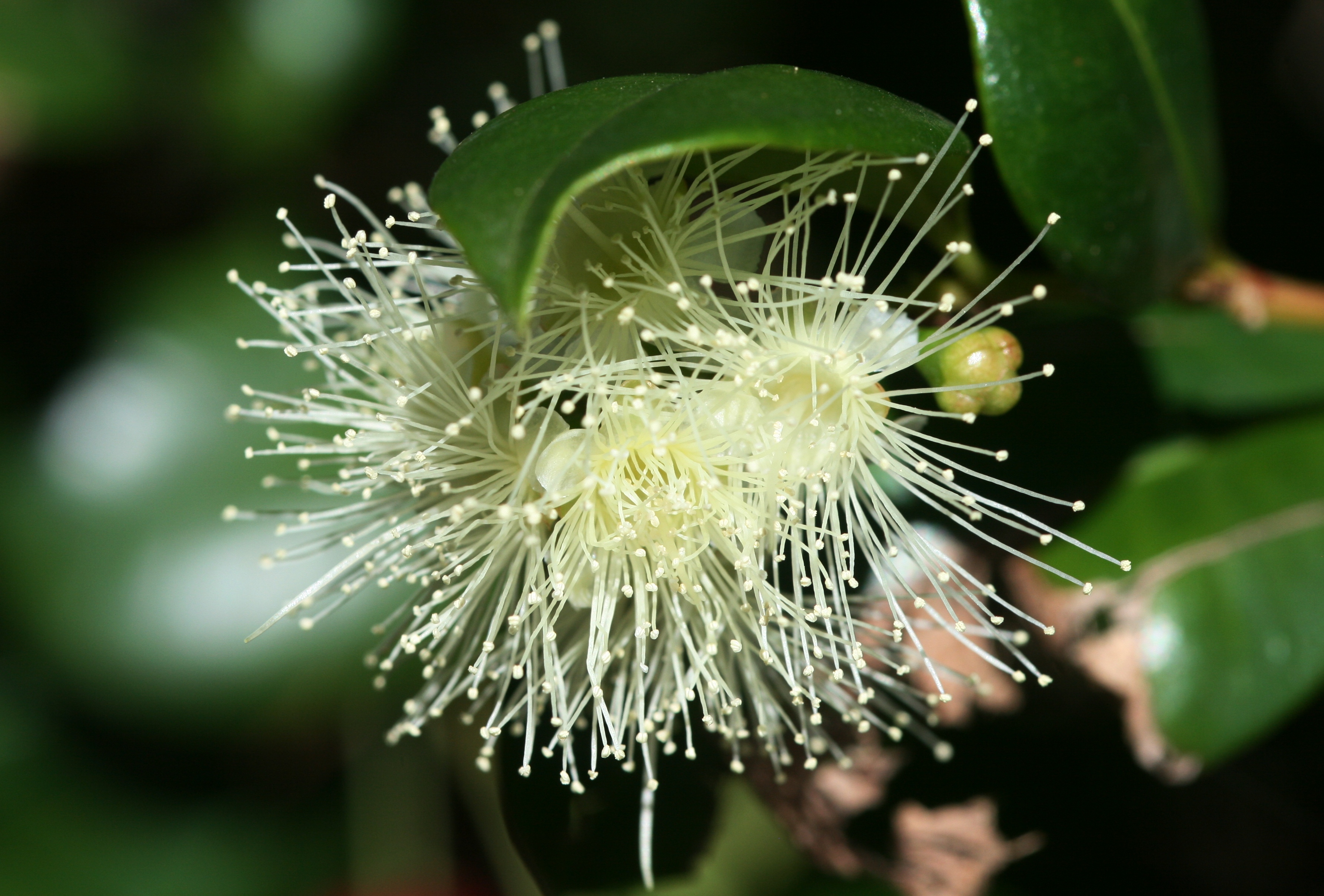 Lilly pilly 'Glasshouse Select' main photo