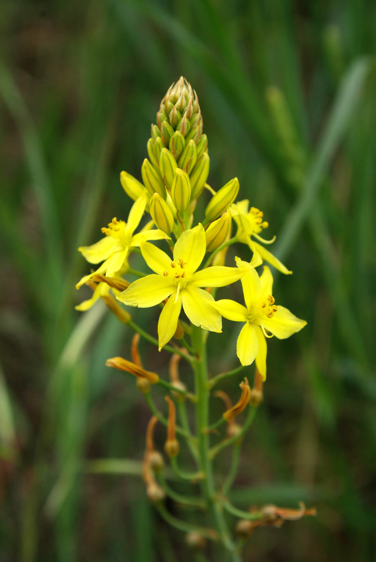Native leek main photo
