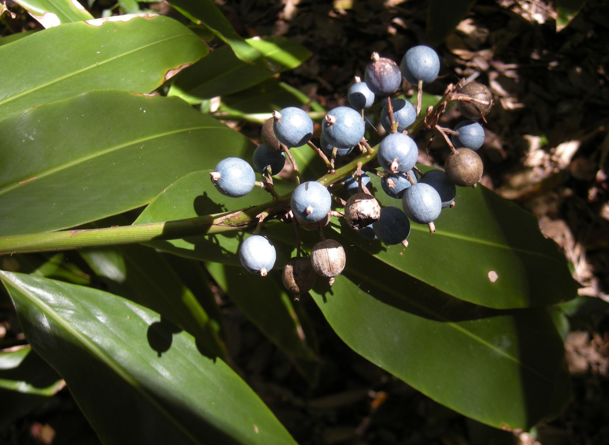 Native redback ginger main photo
