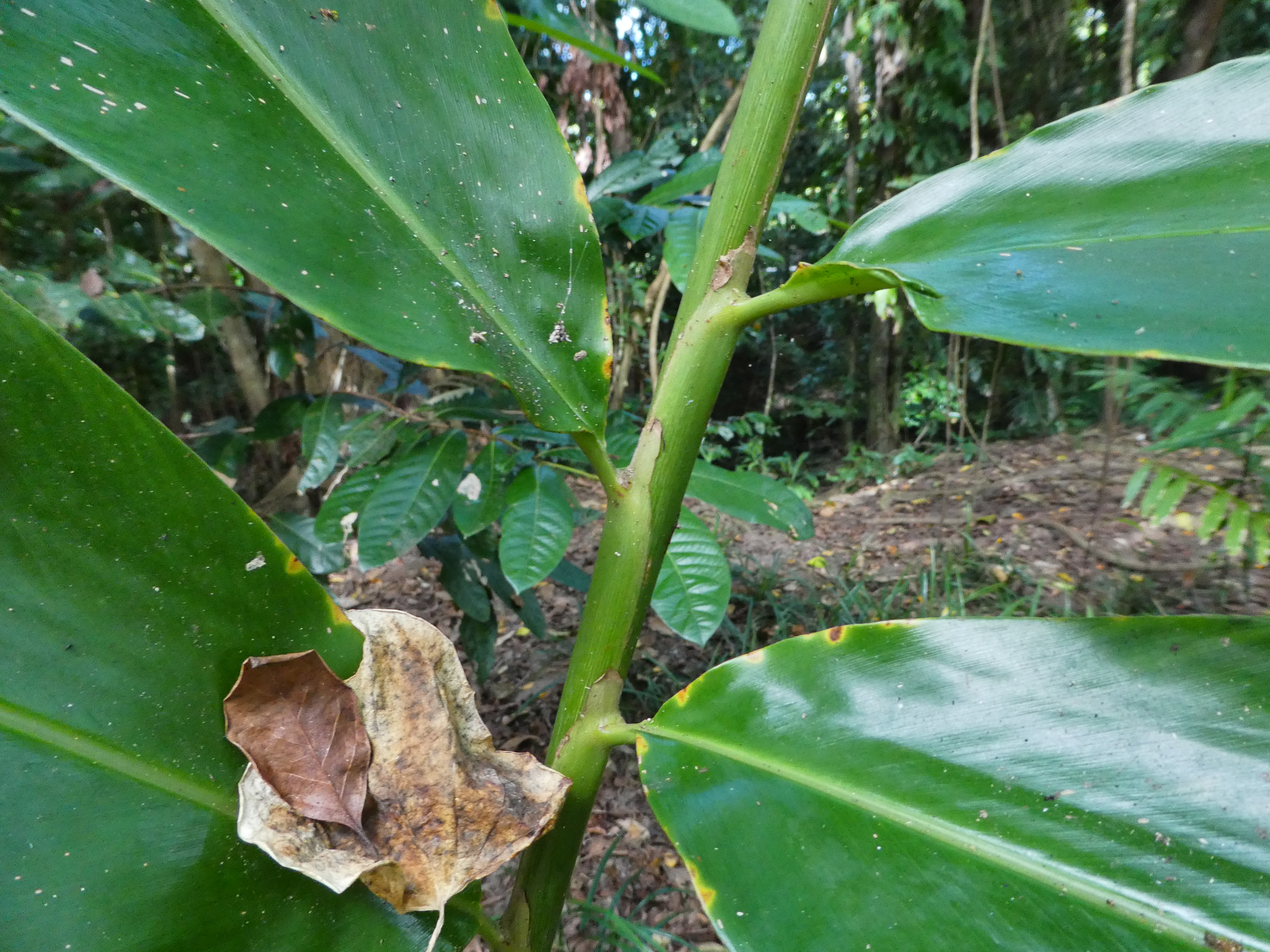 Native redback ginger - CAT-00008-Alpinia-caerulea-06.jpg