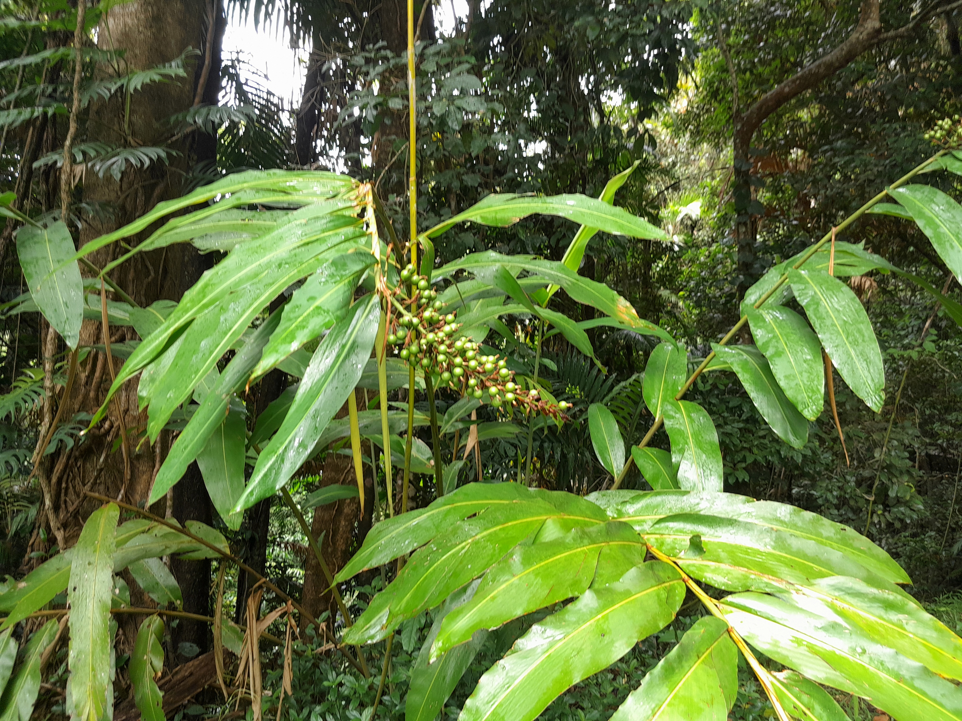 Native redback ginger - CAT-00008-C-Alpinia-caerulea-redback-form.jpg