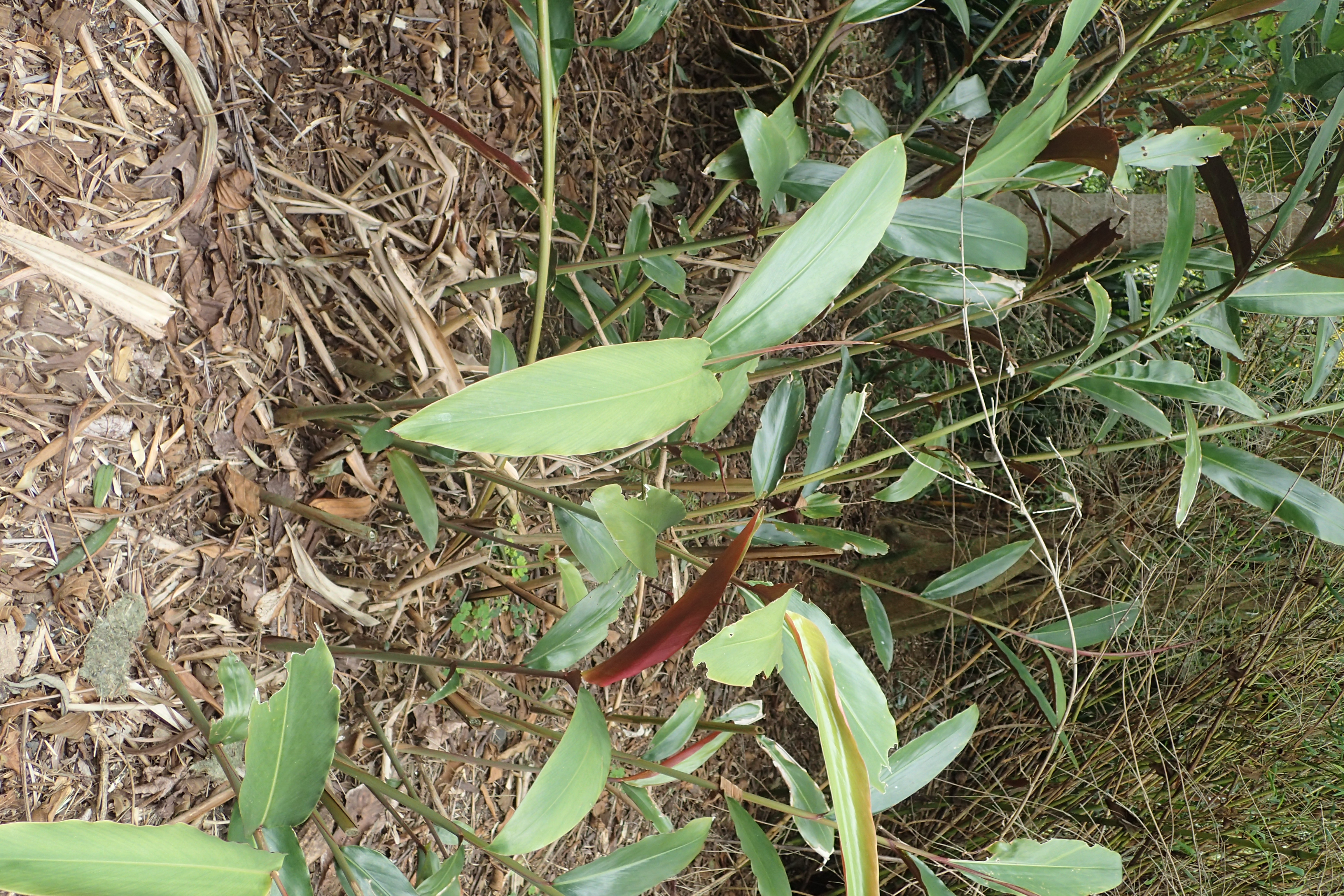 Native redback ginger - CAT-00008-F-Alpinia-caerulea-redback-form.jpg