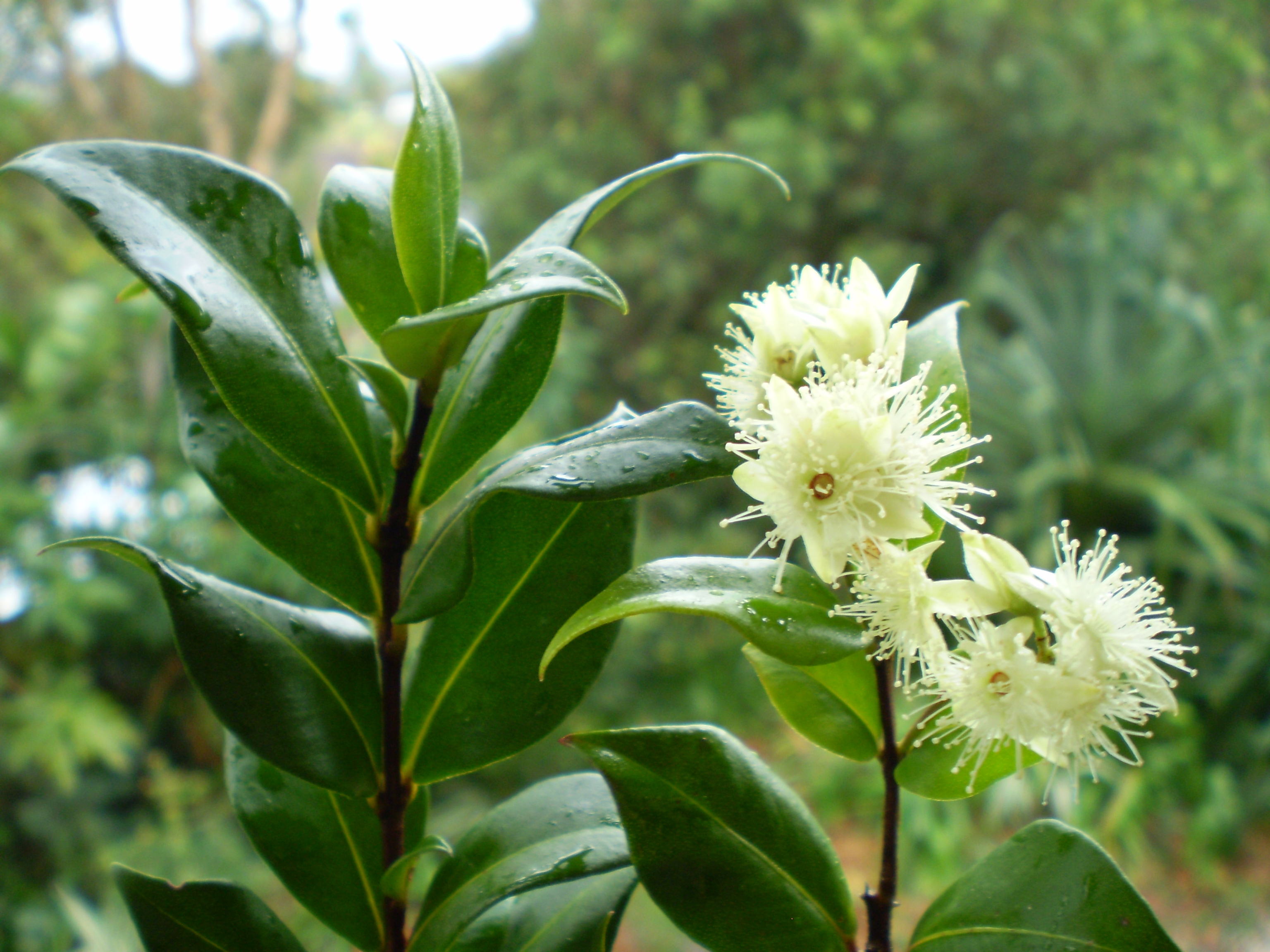 Cinnamon myrtle main photo