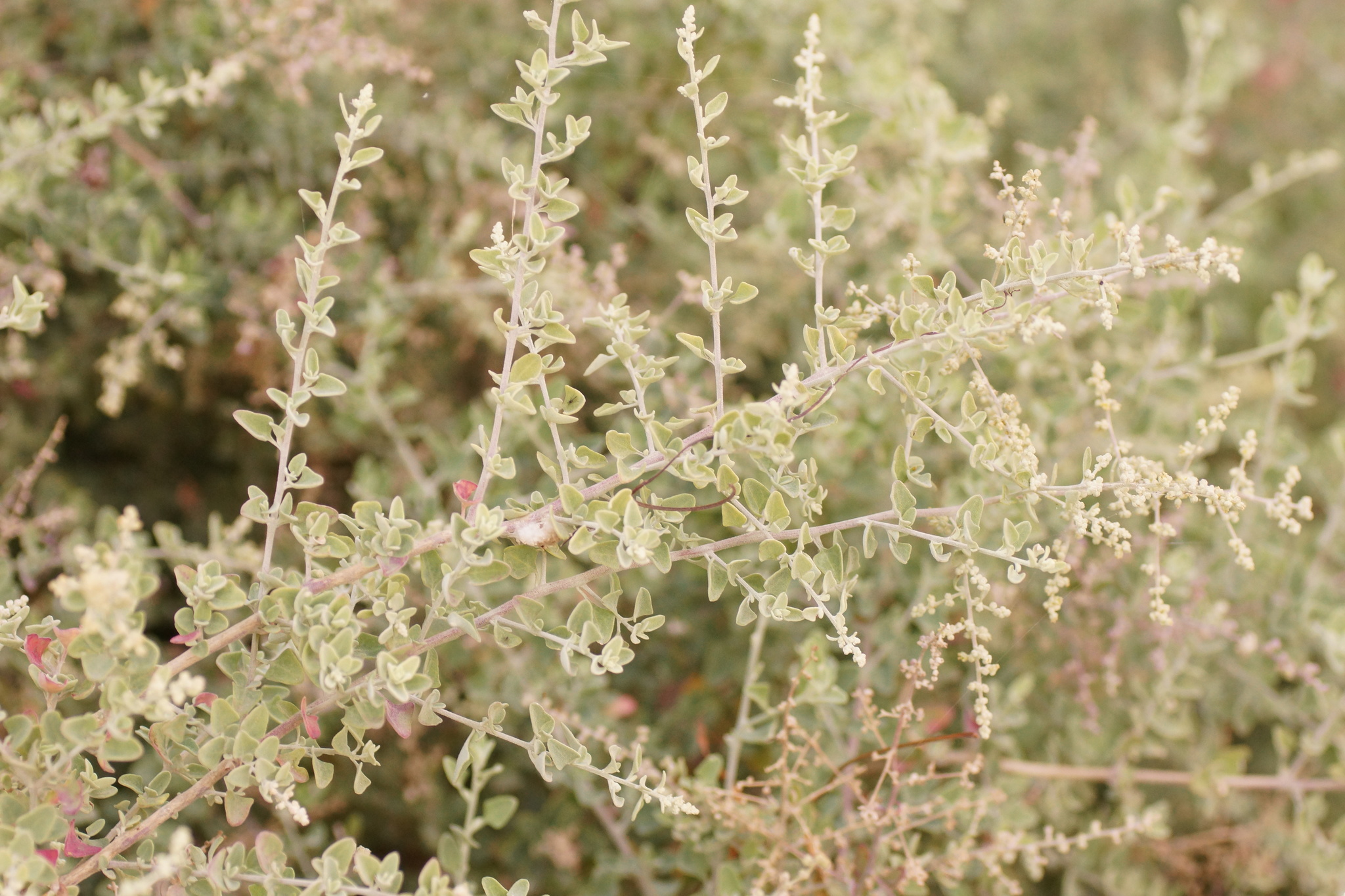 Fragrant saltbush 'Grey Edge' main photo