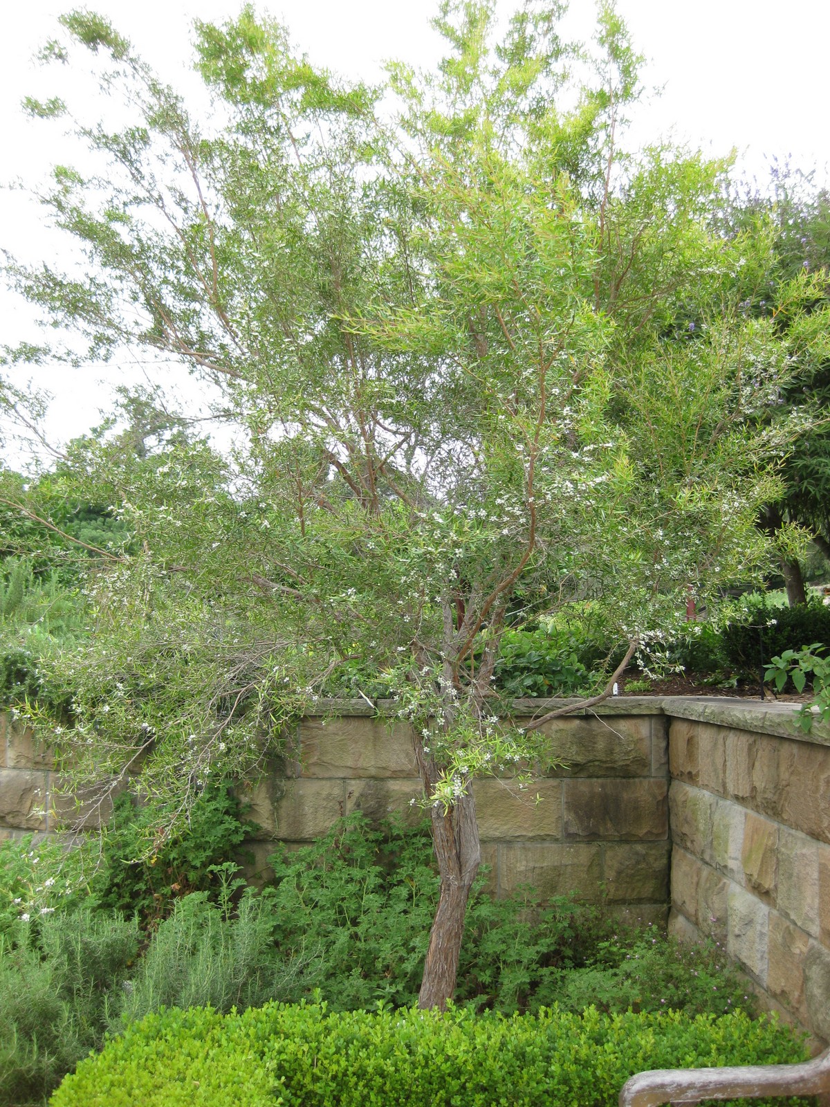 Lemon-scented tea tree main photo