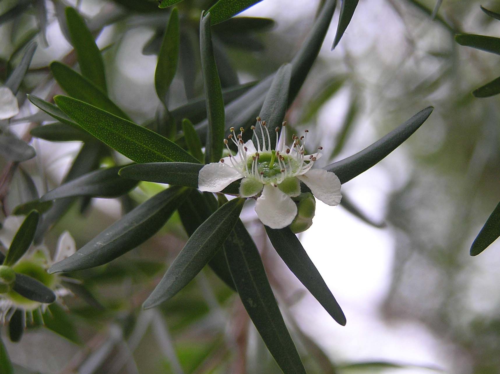 Lemon-scented tea tree - CAT-00015-B-Leptospermum-petersonii.jpg