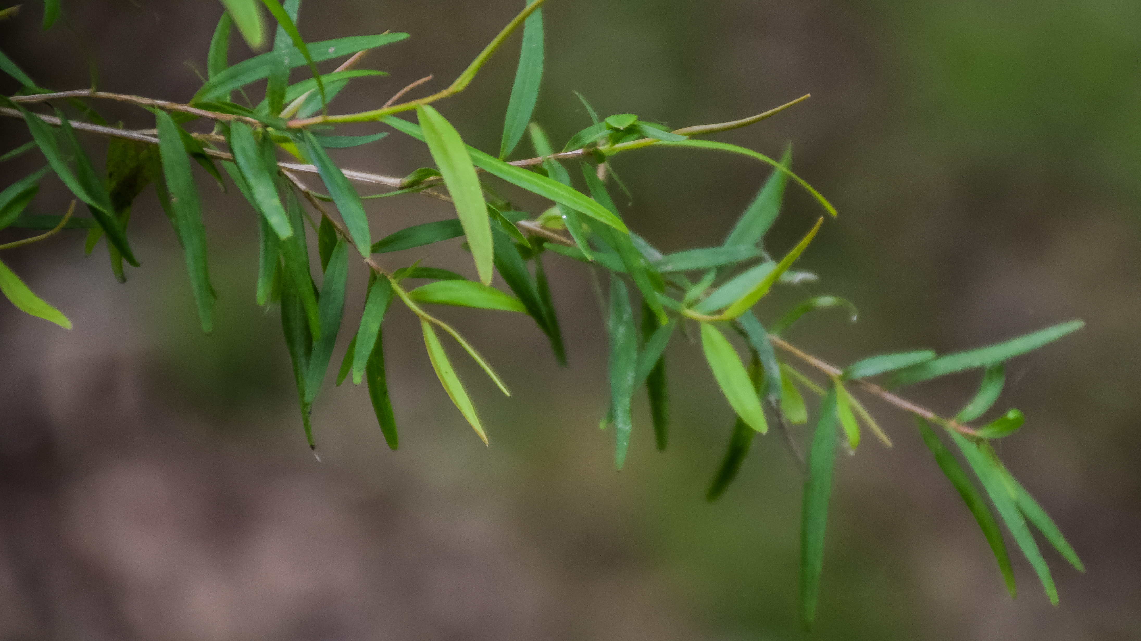 Lemon-scented tea tree - CAT-00015-C-Leptospermum-petersonii.jpg