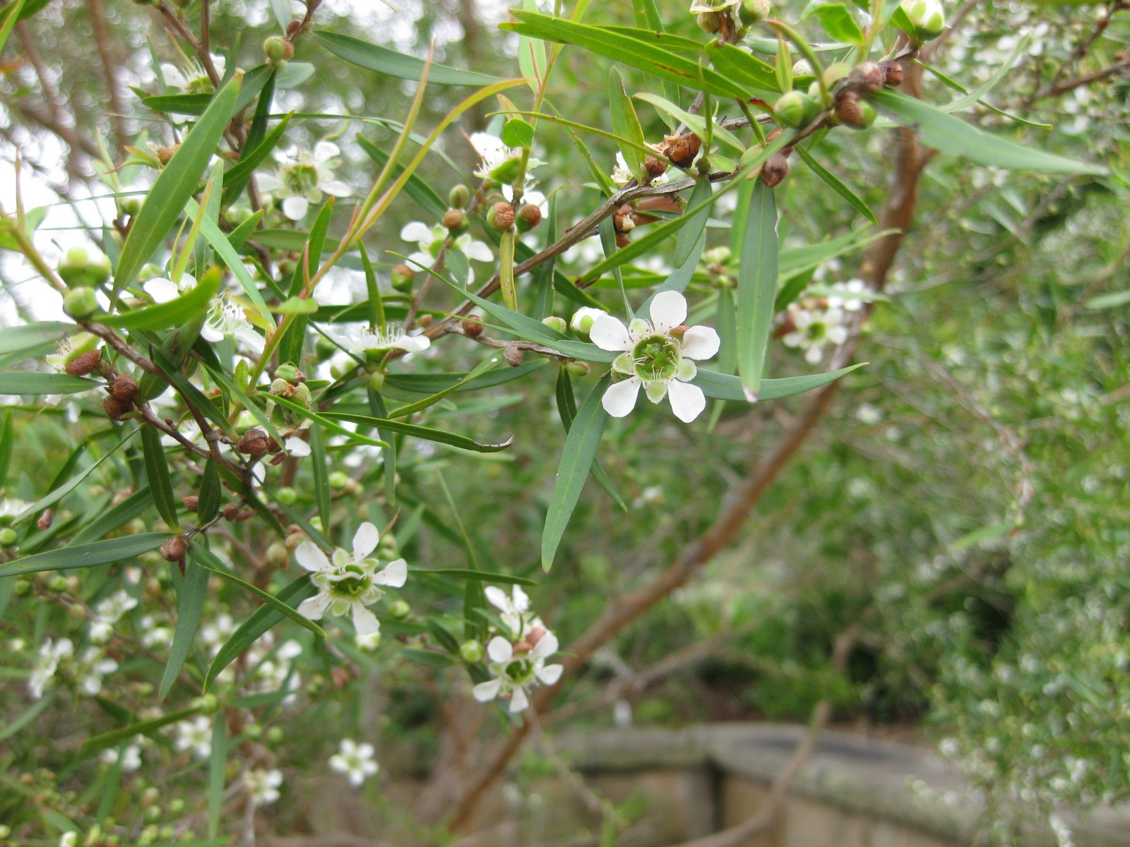 Lemon-scented tea tree - CAT-00015-F-Leptospermum-petersonii.jpg