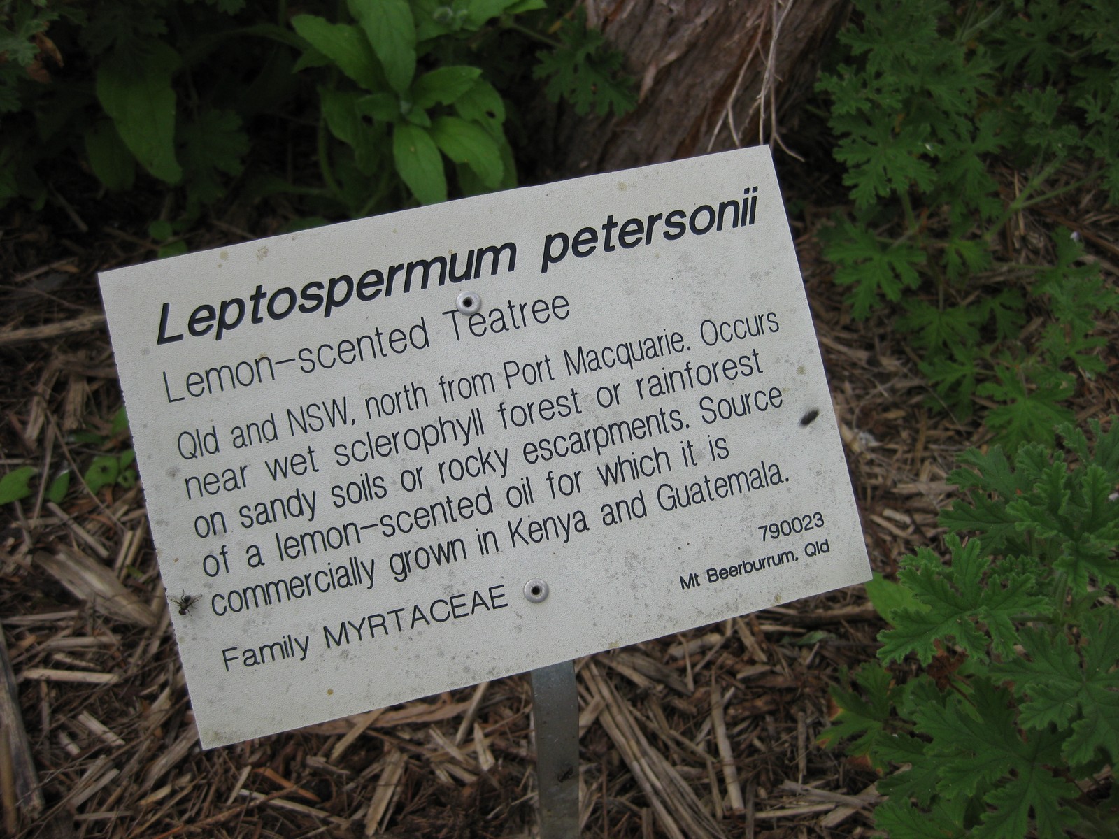 Lemon-scented tea tree - CAT-00015-Leptospermum-petersonii-06.jpg