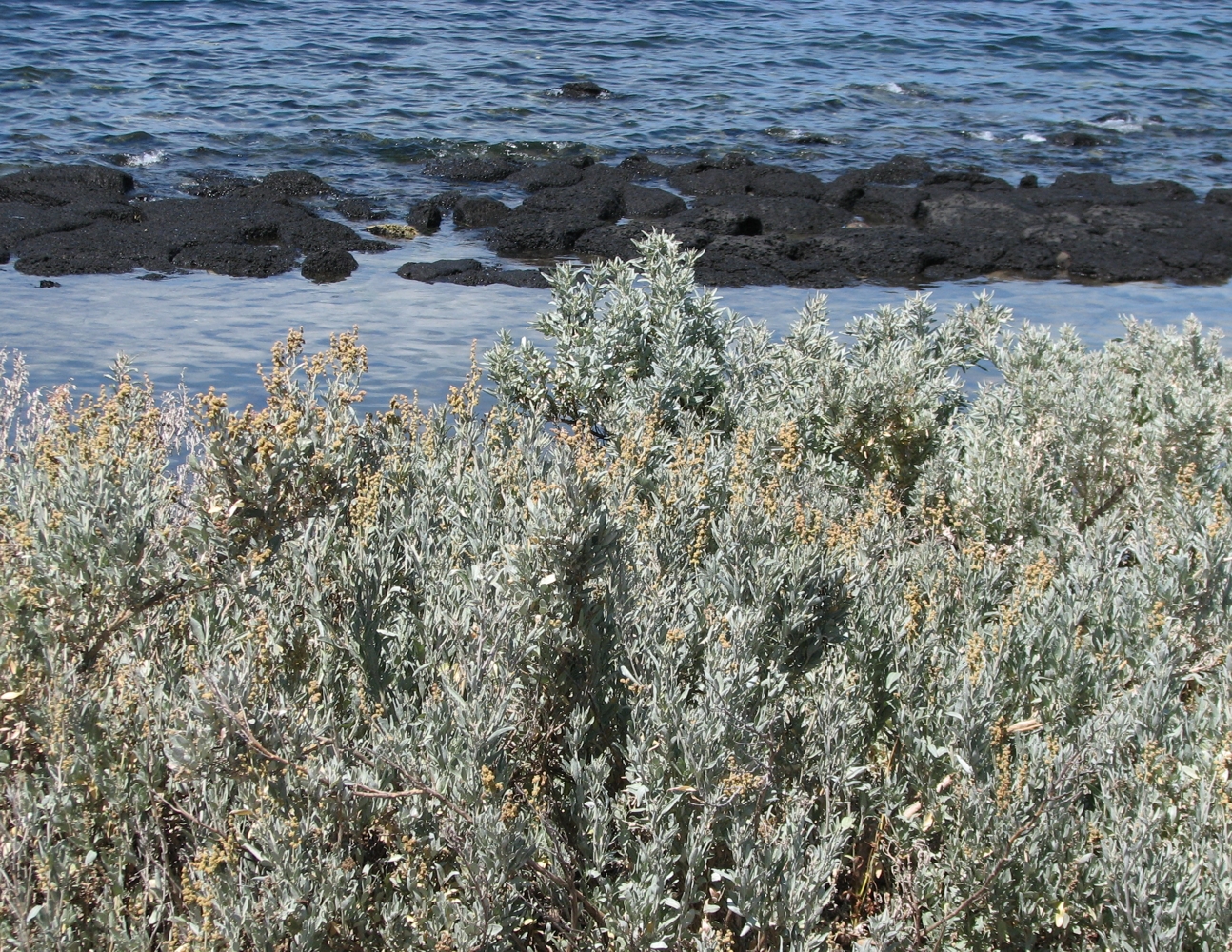 Grey saltbush 'Sea of Blue' main photo