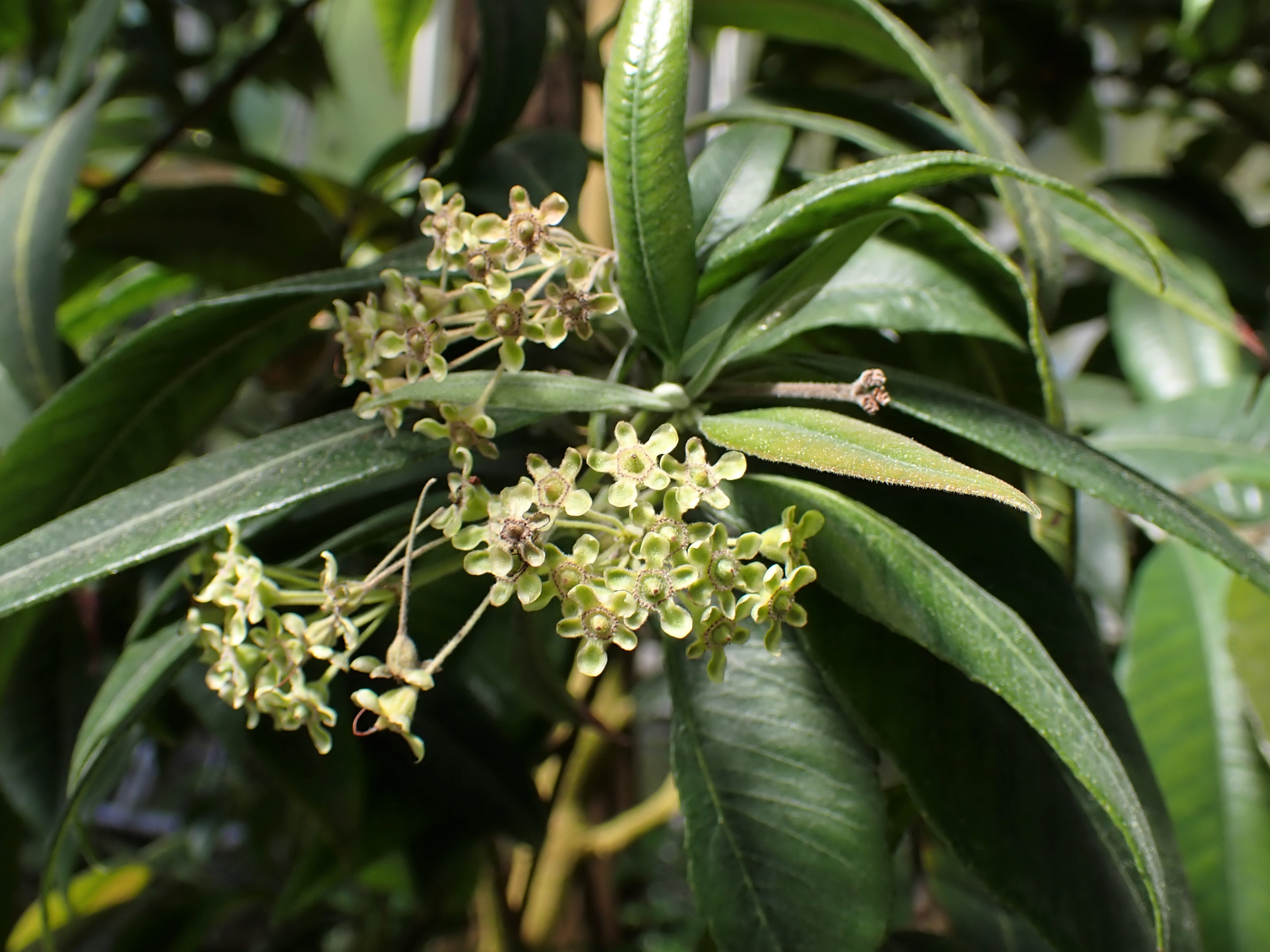 Lemon myrtle main photo