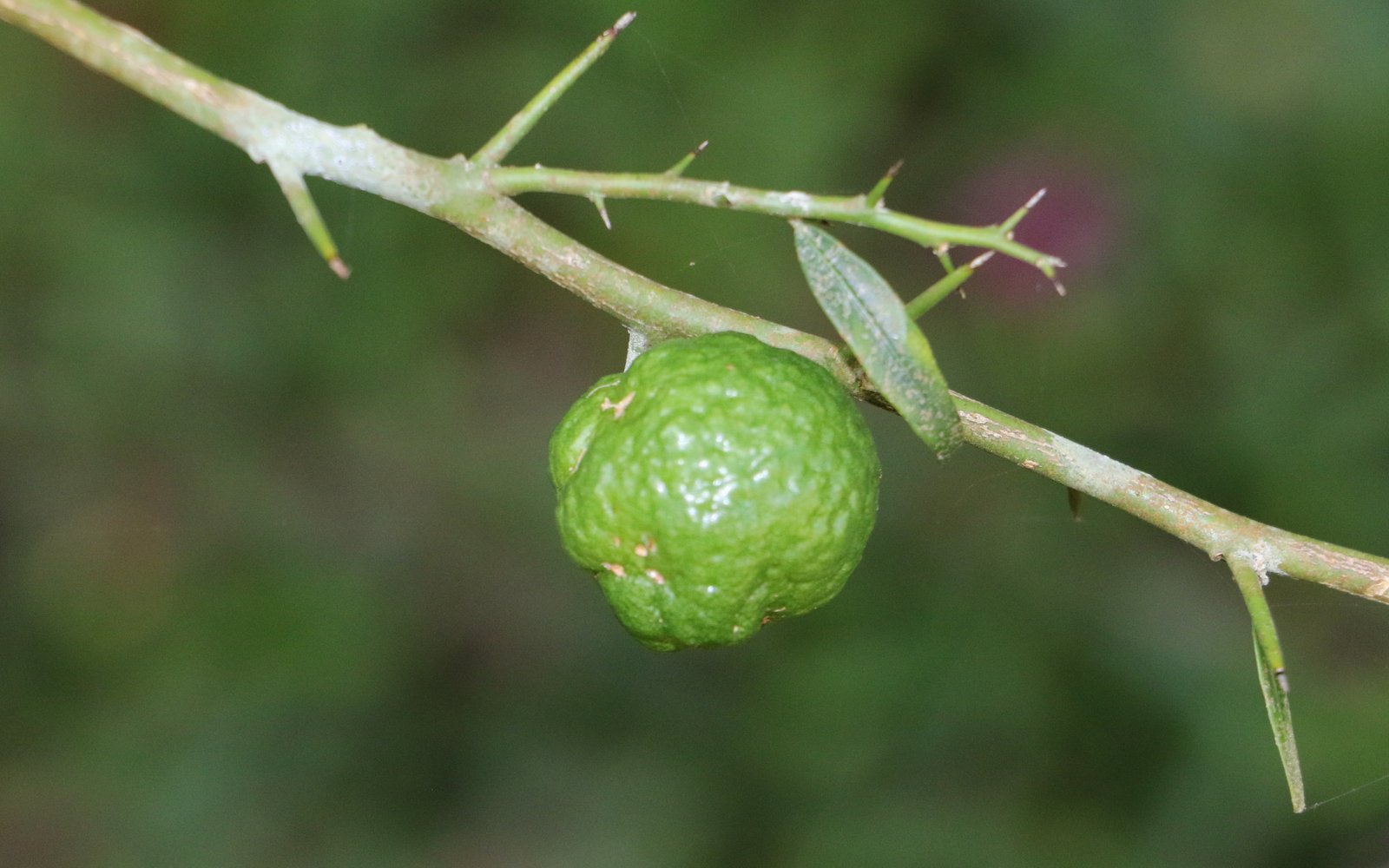 Round lime / dooja main photo