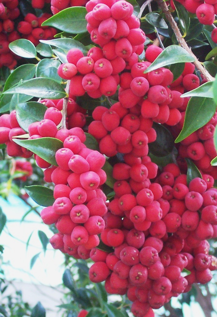 Riberry main photo