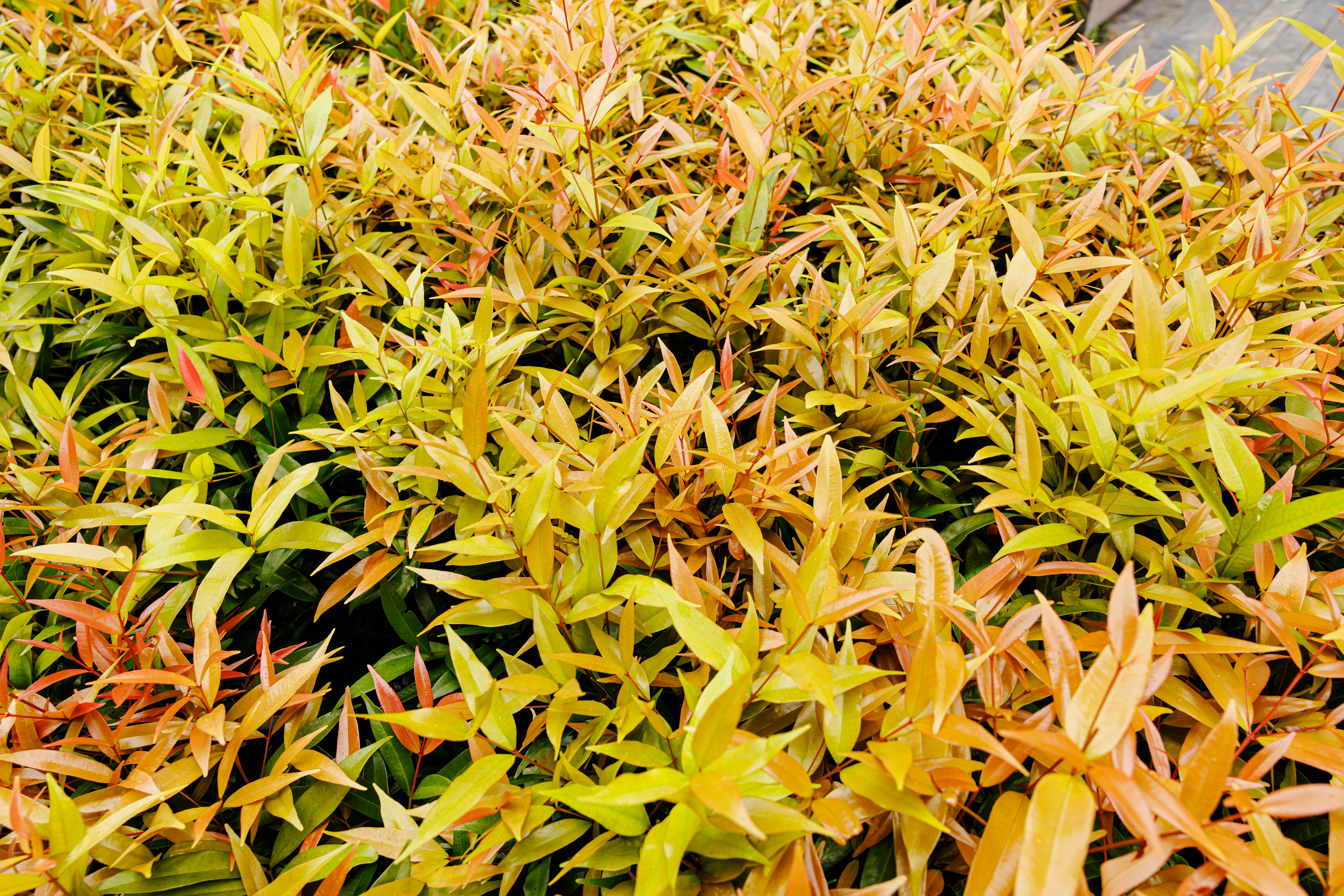 Magenta lilly pilly - CAT-00024-B-Syzygium-paniculatum.jpg
