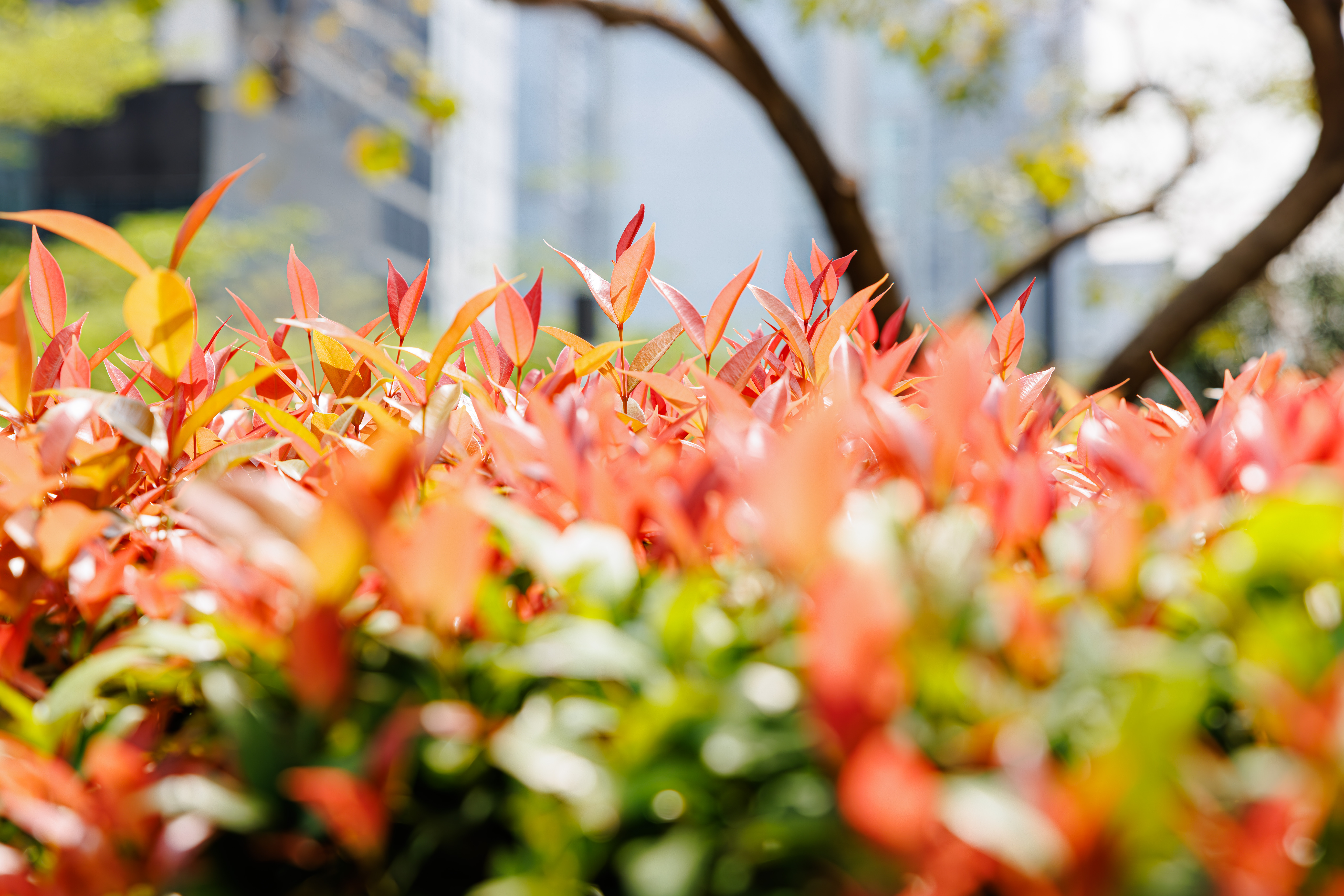 Magenta lilly pilly - CAT-00024-C-Syzygium-paniculatum.jpg