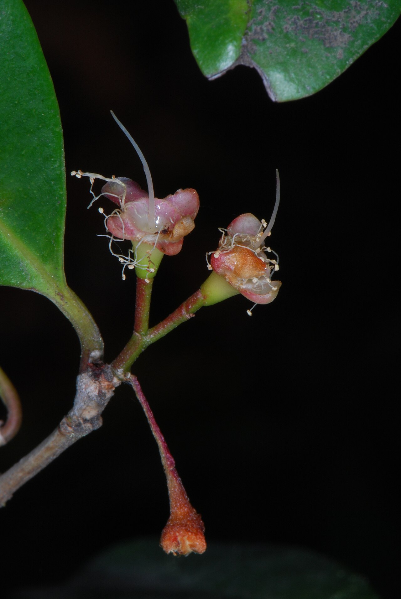 Magenta lilly pilly - CAT-00024-Syzygium-paniculatum-01.jpg