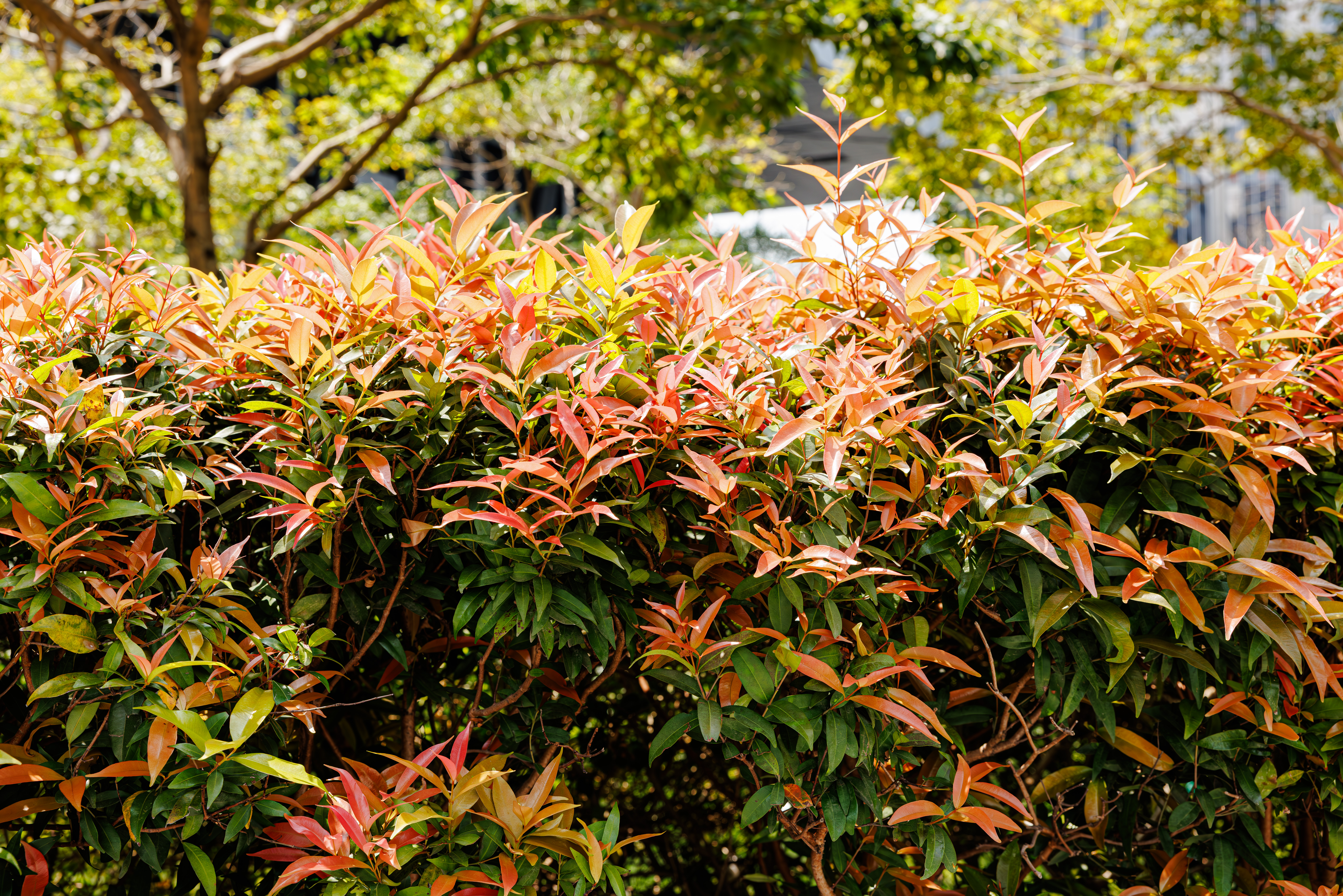 Magenta lilly pilly - CAT-00024-Syzygium-paniculatum-06.jpg