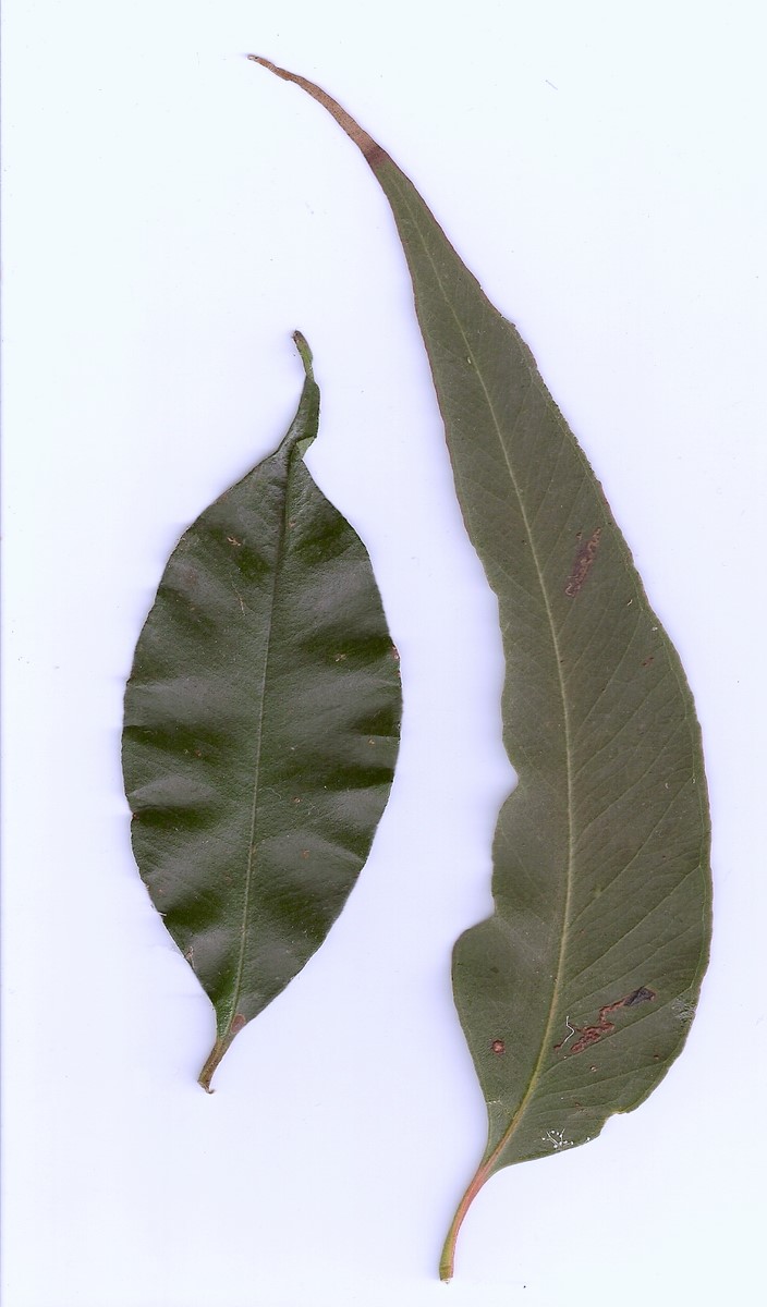 Lilly pilly - CAT-00025-B-Syzygium-smithii.jpg