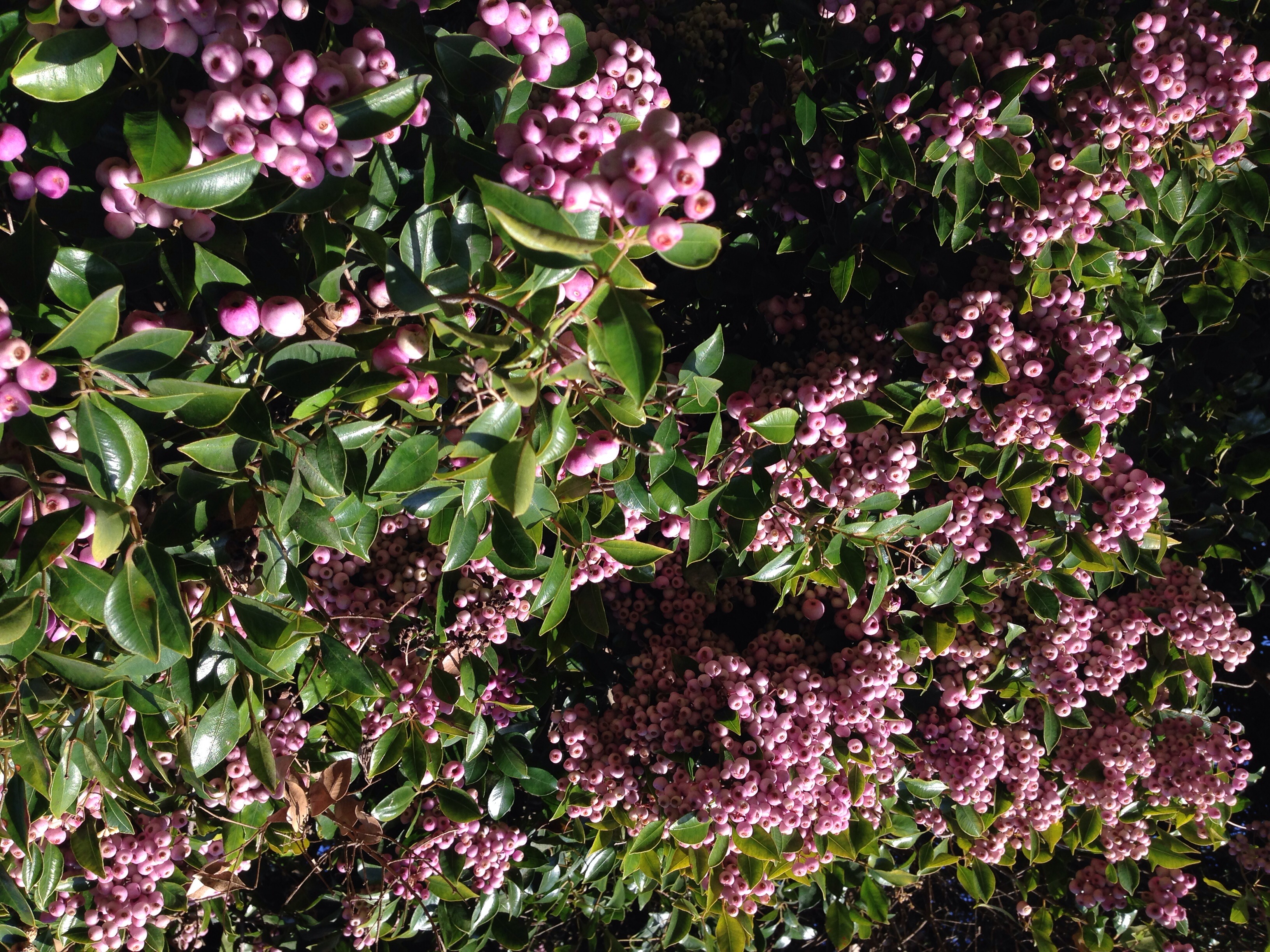Lilly pilly - CAT-00025-C-Syzygium-smithii.jpg