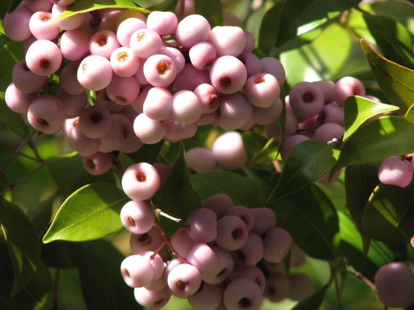 Lilly pilly - CAT-00025-F-Syzygium-smithii.jpg