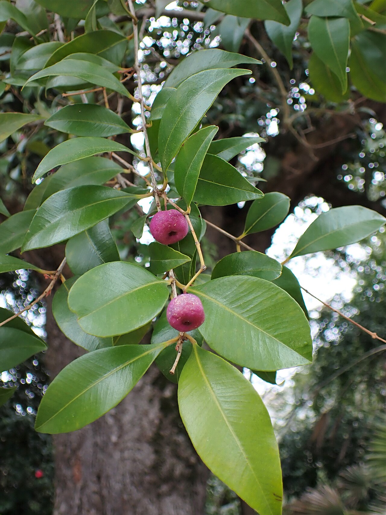 Lilly pilly - CAT-00025-Syzygium-smithii-01.jpg