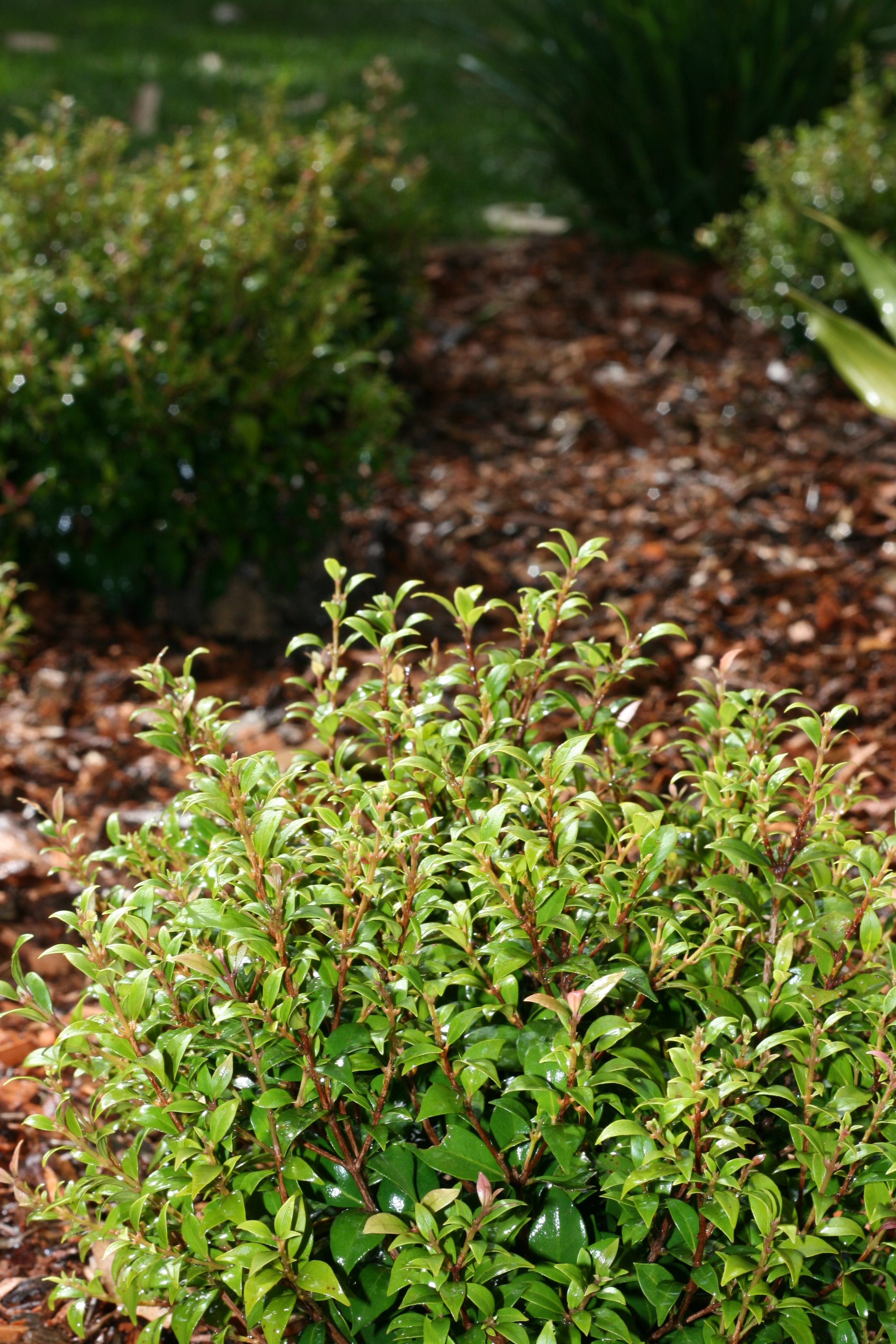 Lilly pilly - CAT-00025-Syzygium-smithii-06.jpg