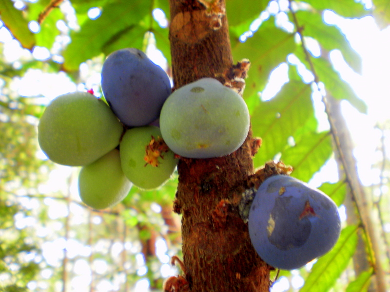NSW Davidson's plum main photo
