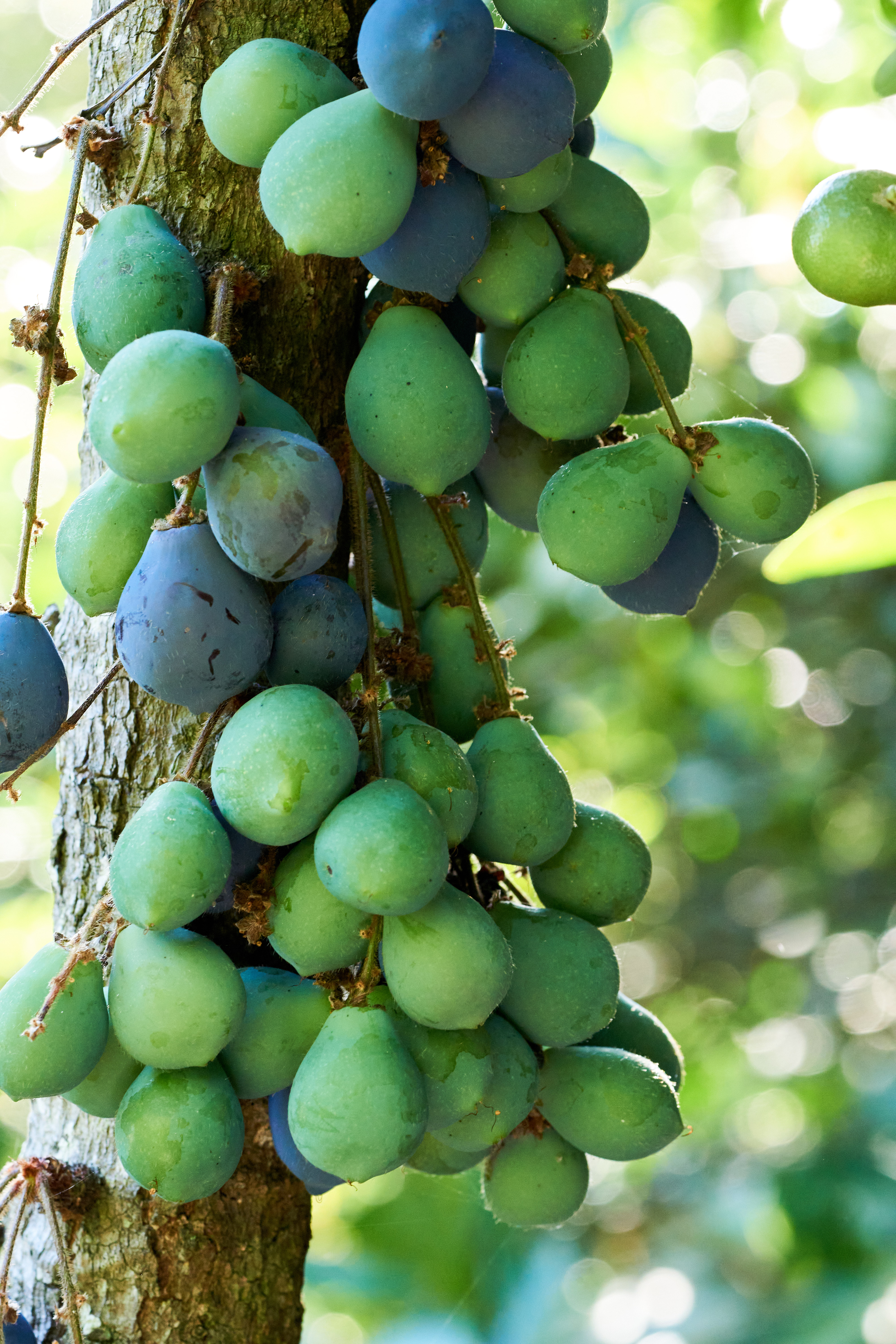 NSW Davidson's plum - CAT-00026-B-Davidsonia-jerseyana.jpg