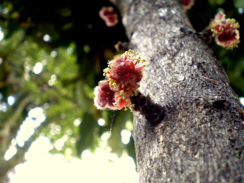 NSW Davidson's plum - CAT-00026-C-Davidsonia-jerseyana.jpg