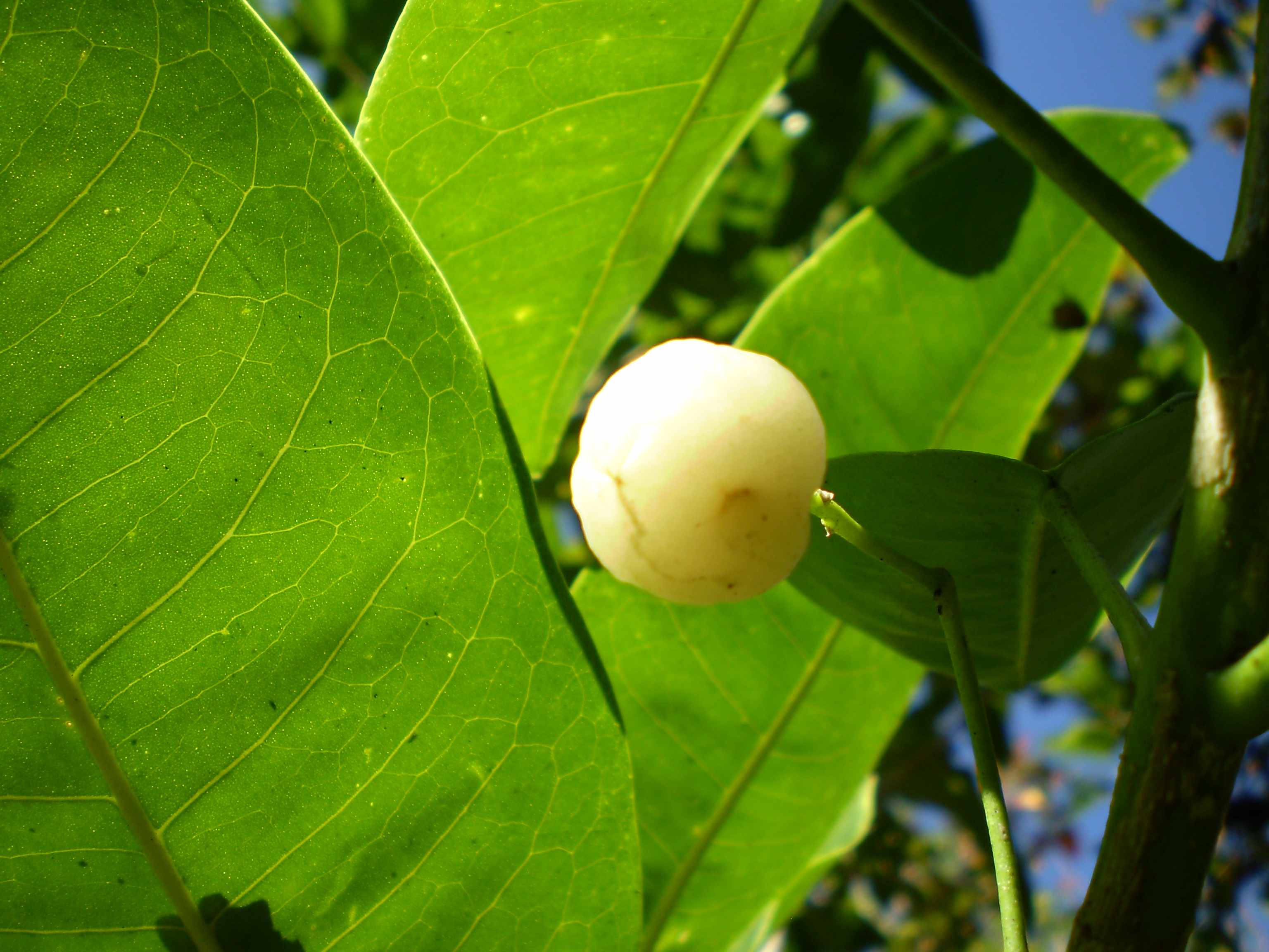 Lemon aspen main photo