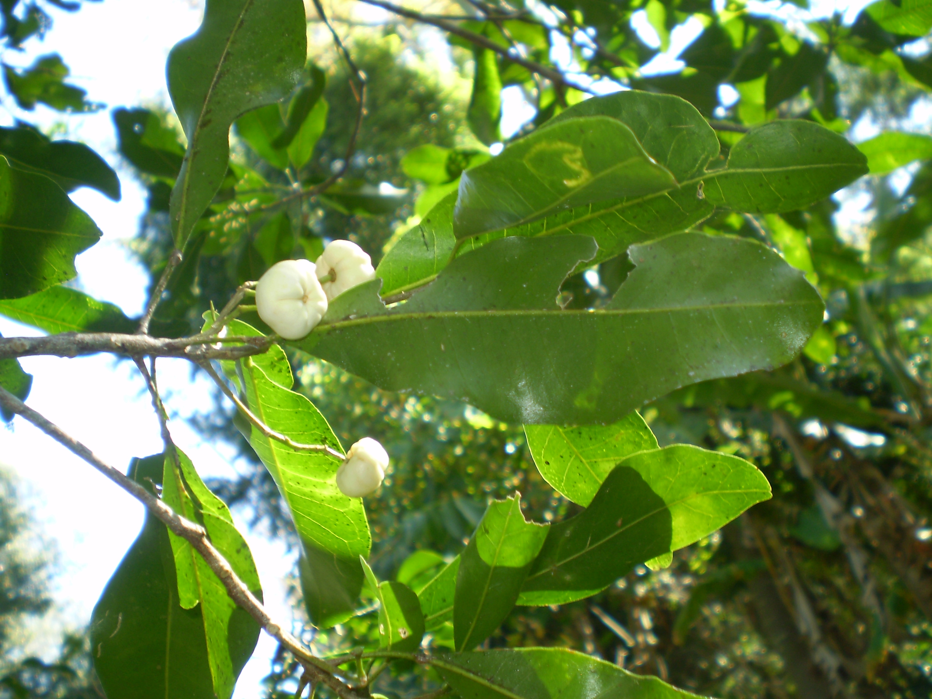 White aspen main photo