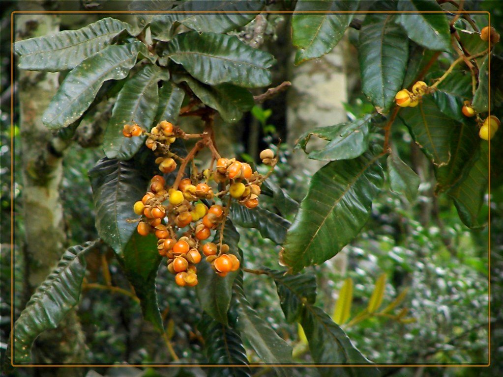 Large-leaved tamarind main photo