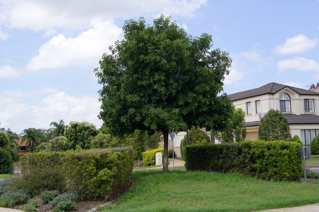 Small-leaved tamarind main photo