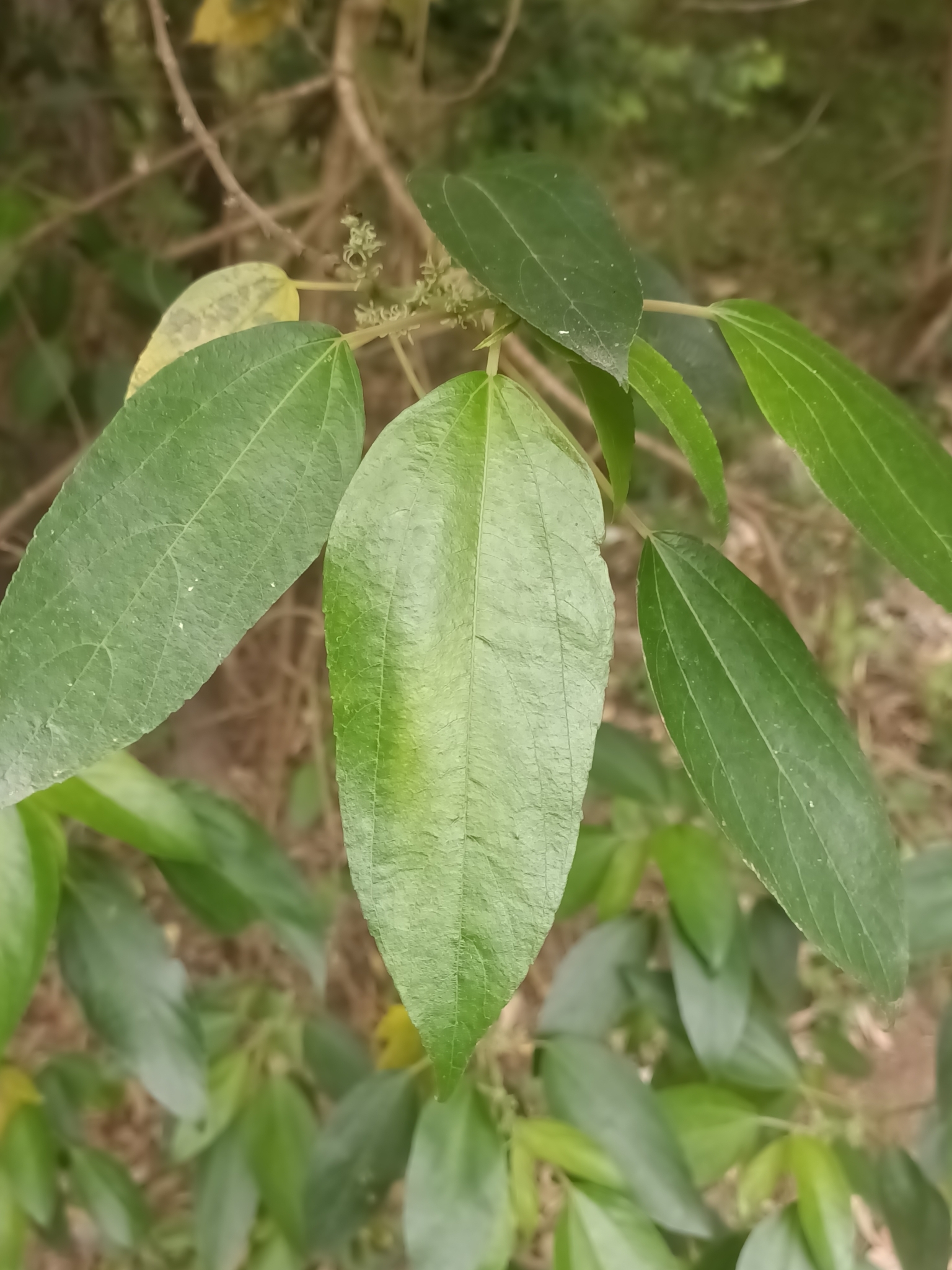 Native mulberry main photo