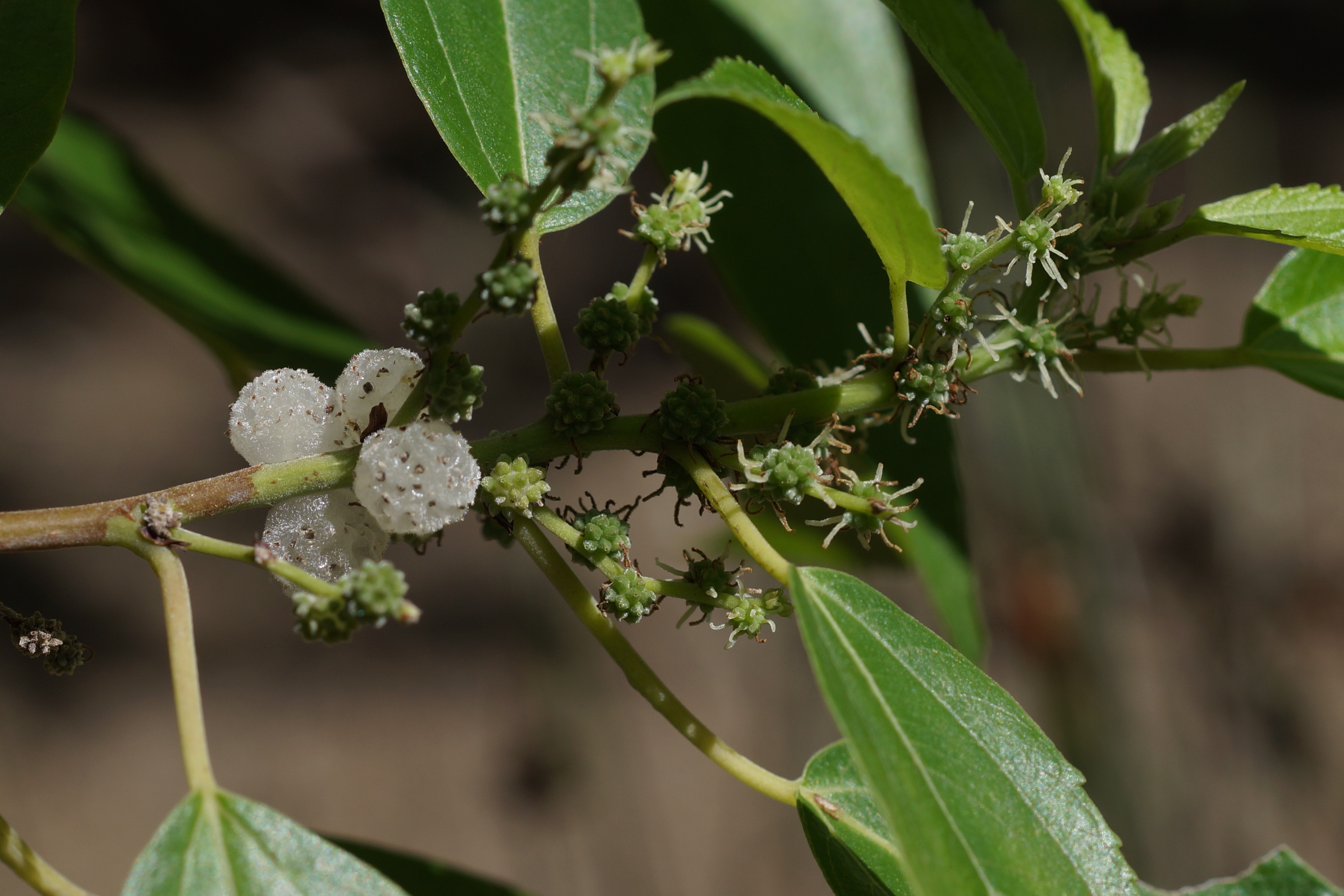 Native mulberry - CAT-00038-B-Pipturus-argenteus.jpg