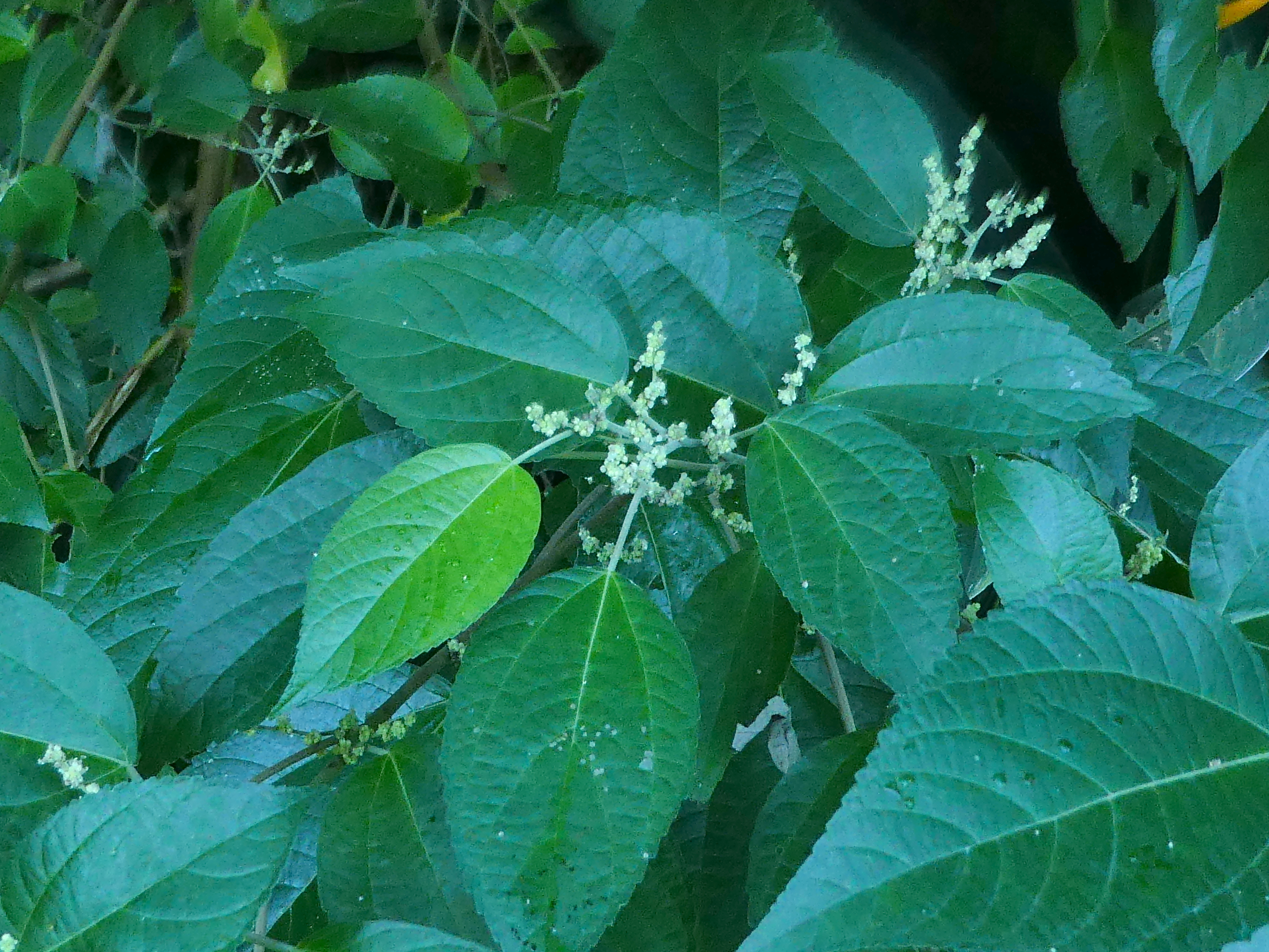 Native mulberry - CAT-00038-C-Pipturus-argenteus.jpg