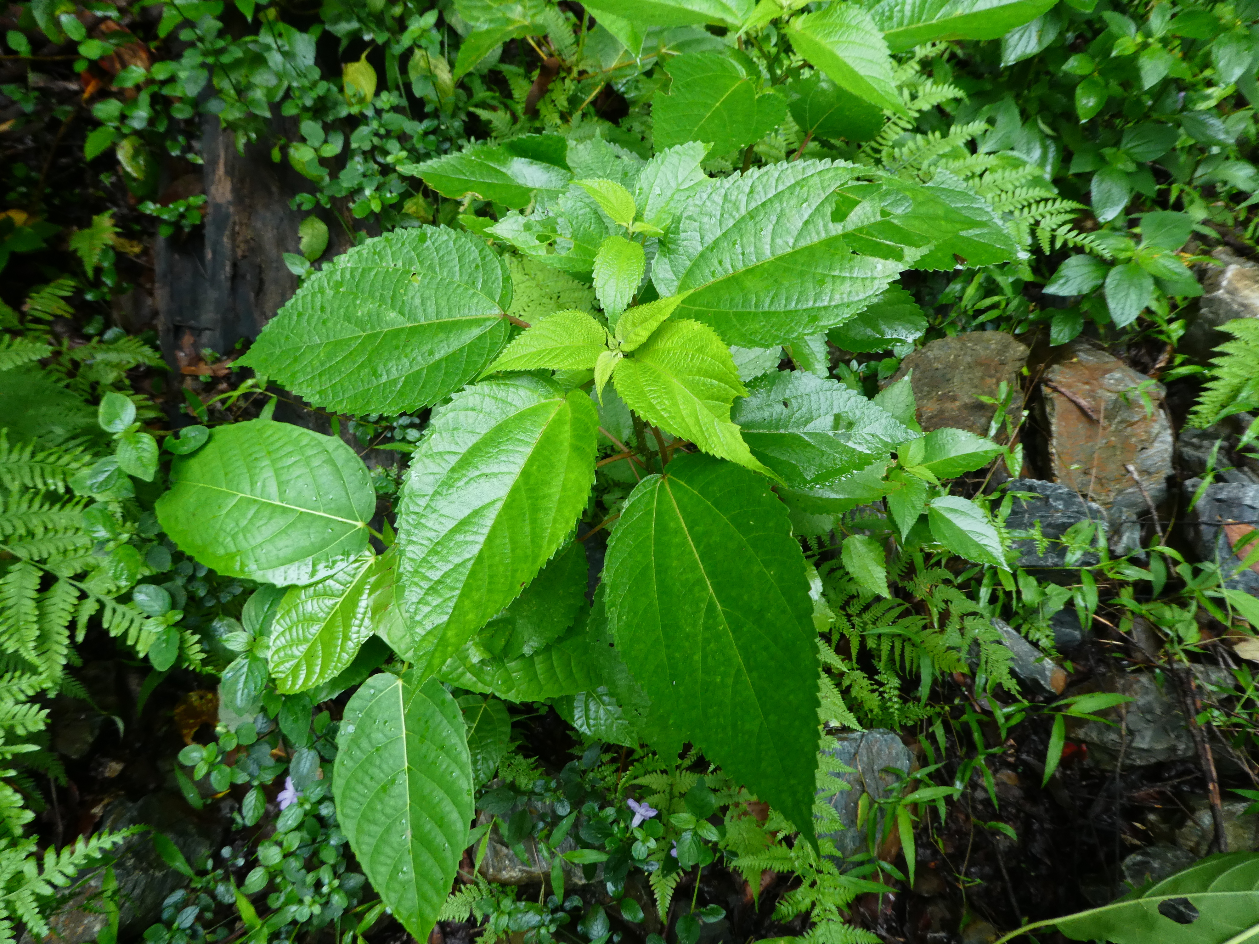 Native mulberry - CAT-00038-F-Pipturus-argenteus.jpg
