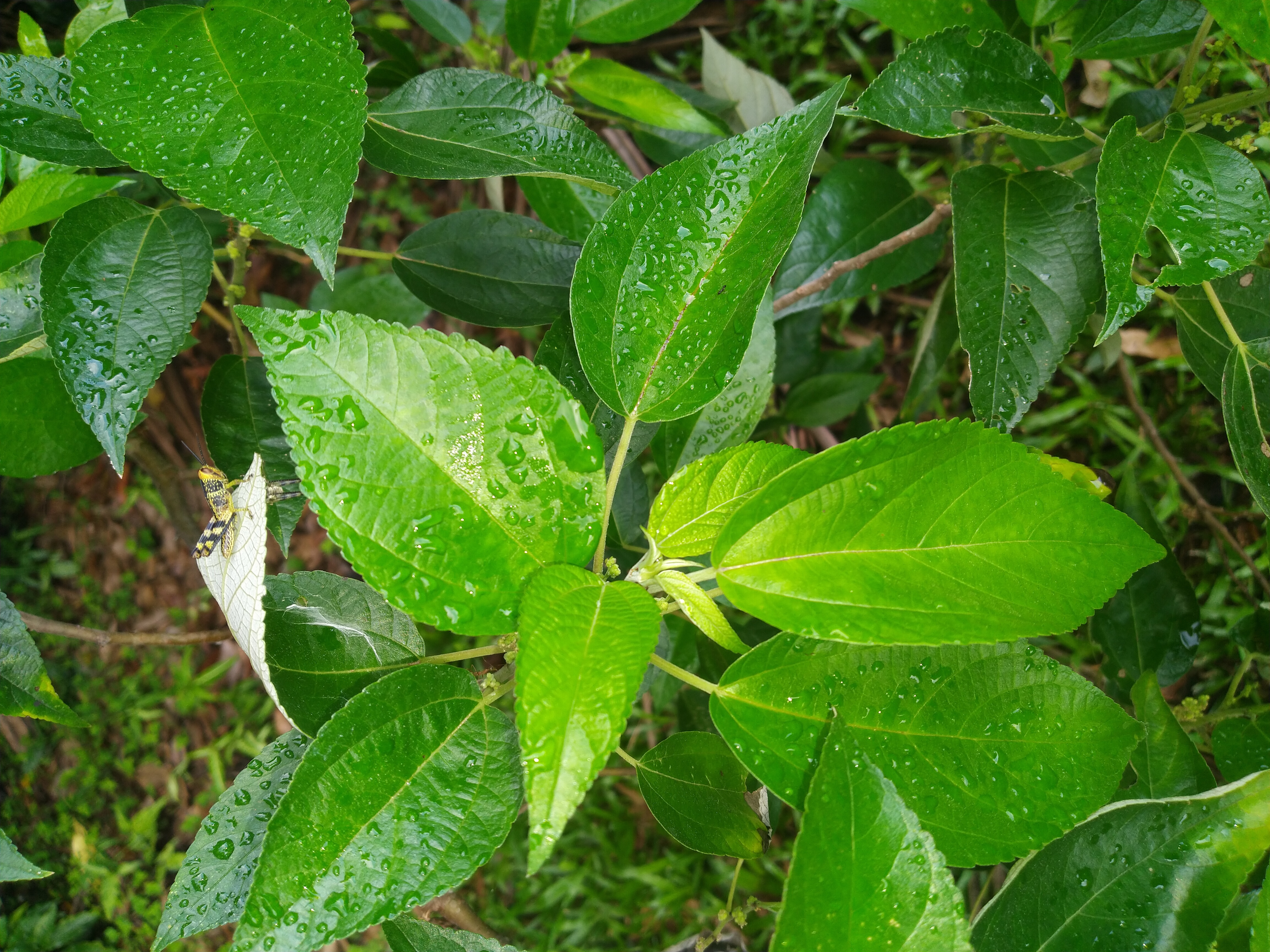 Native mulberry - CAT-00038-Pipturus-argenteus-05.jpg