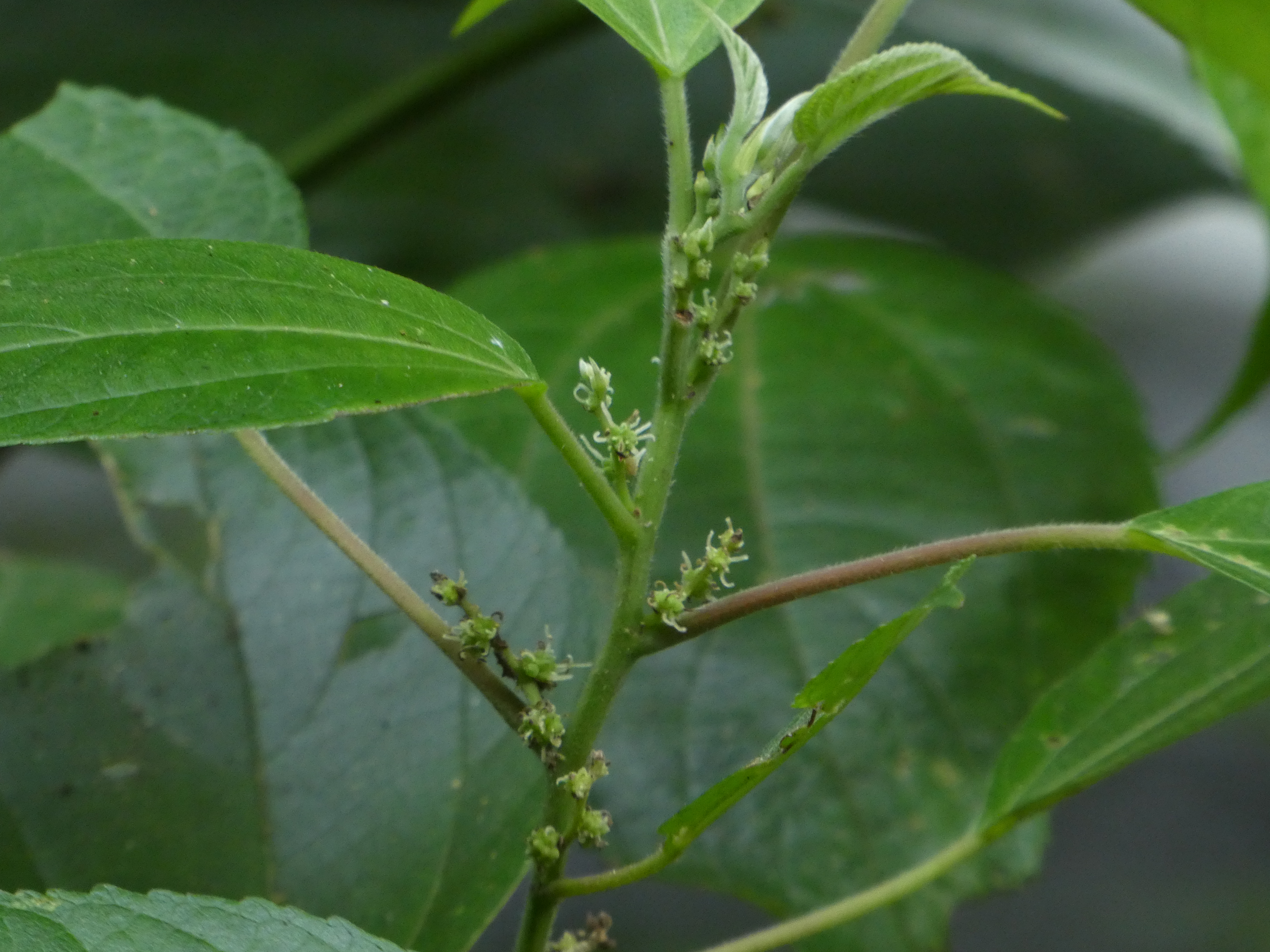 Native mulberry - CAT-00038-Pipturus-argenteus-06.jpg