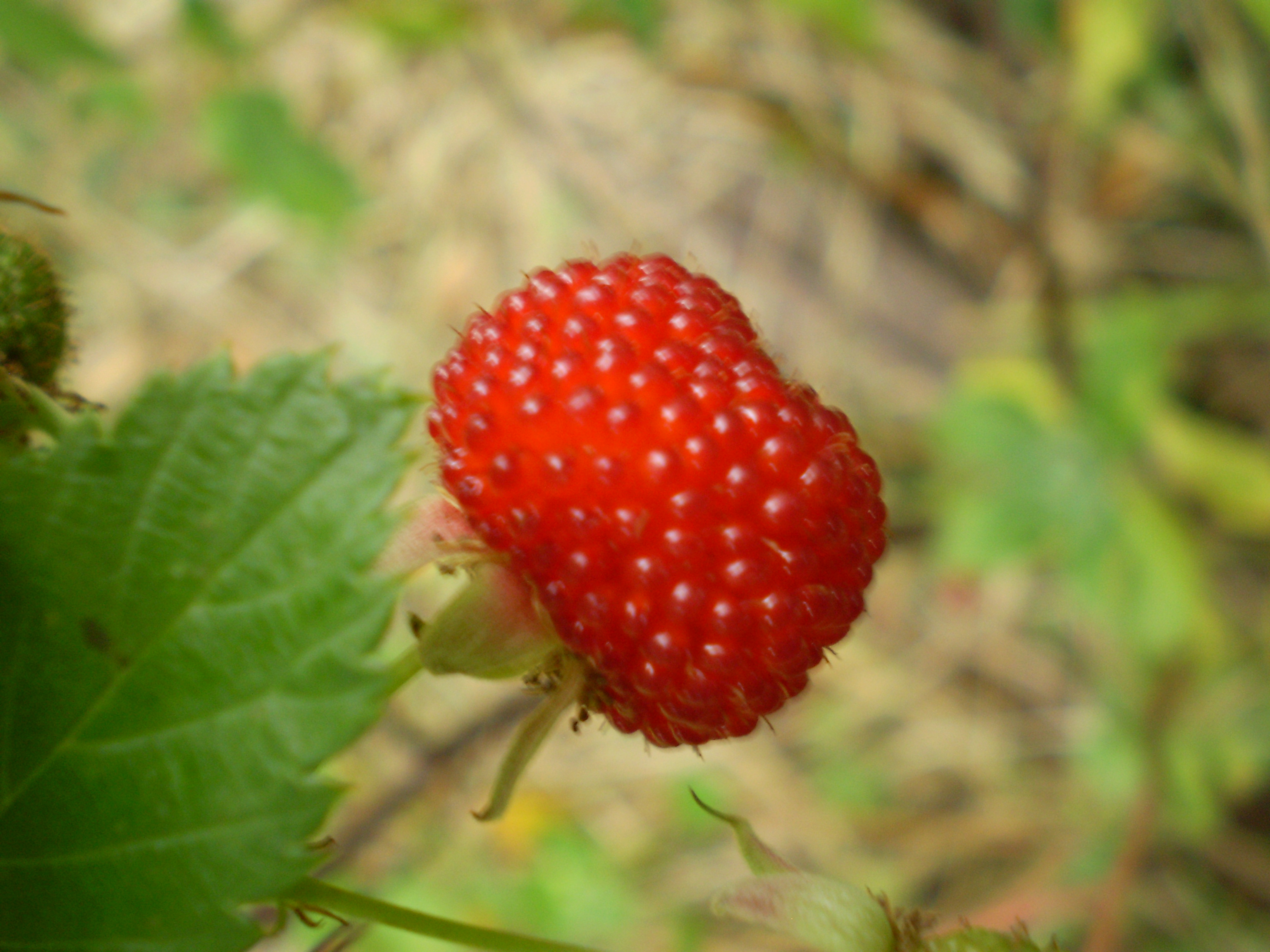 Atherton raspberry main photo