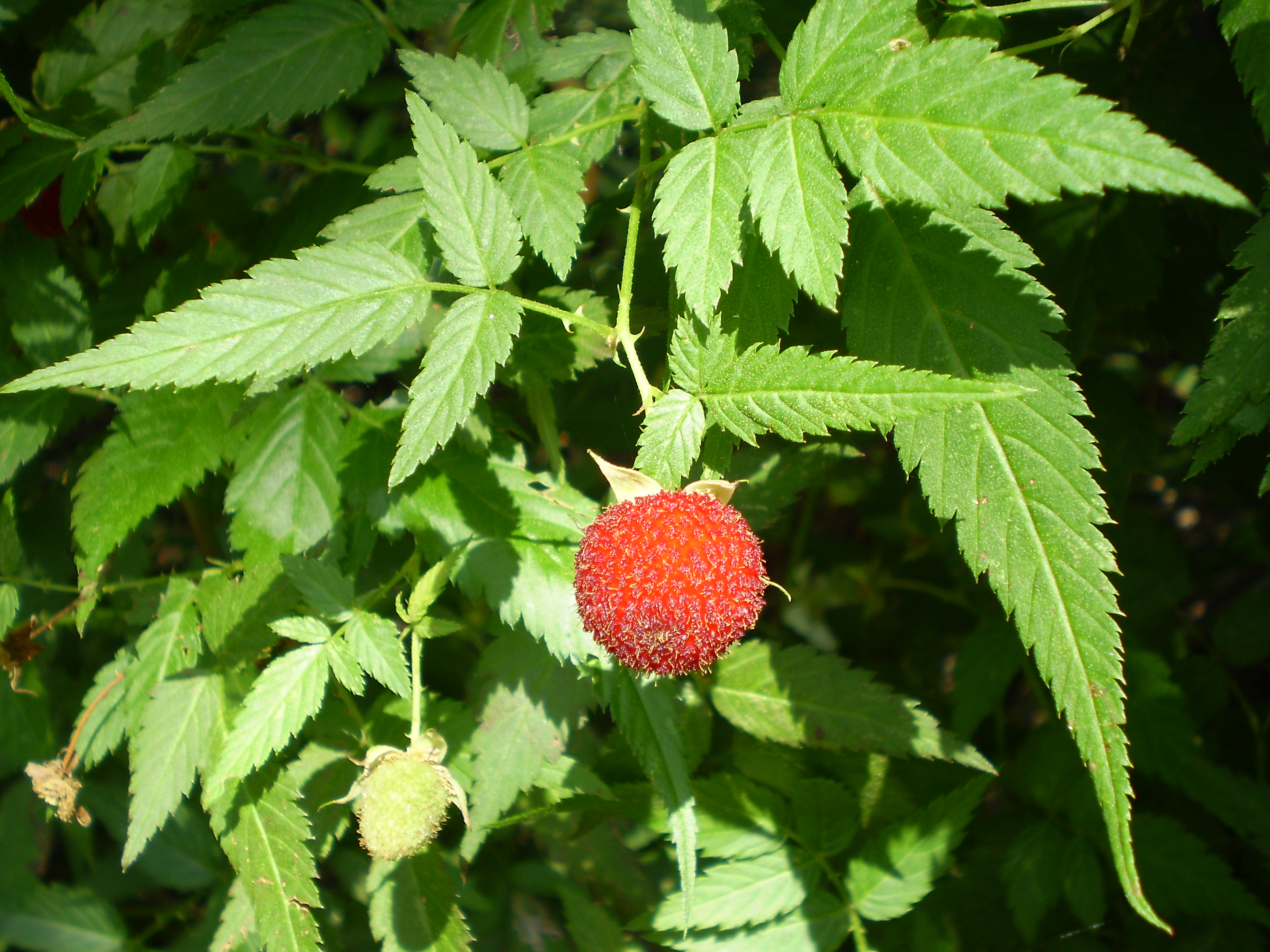 Rose-leaf raspberry main photo