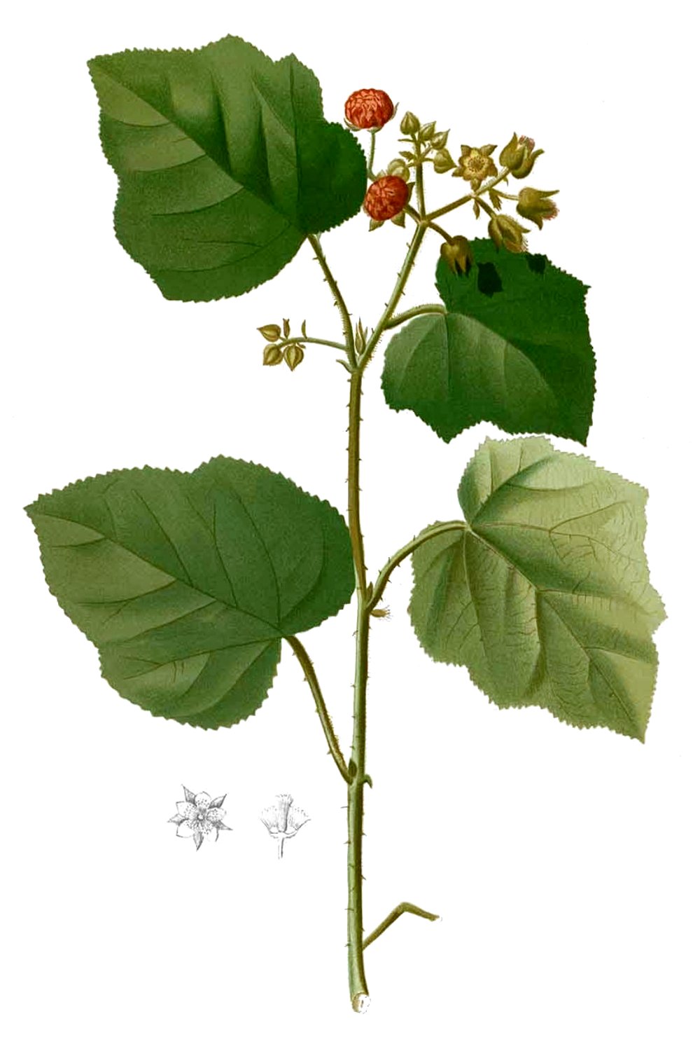 Broad-leaf native raspberry main photo