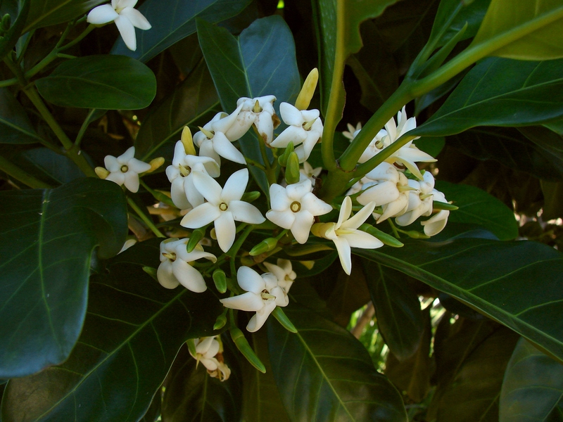 Native gardenia main photo